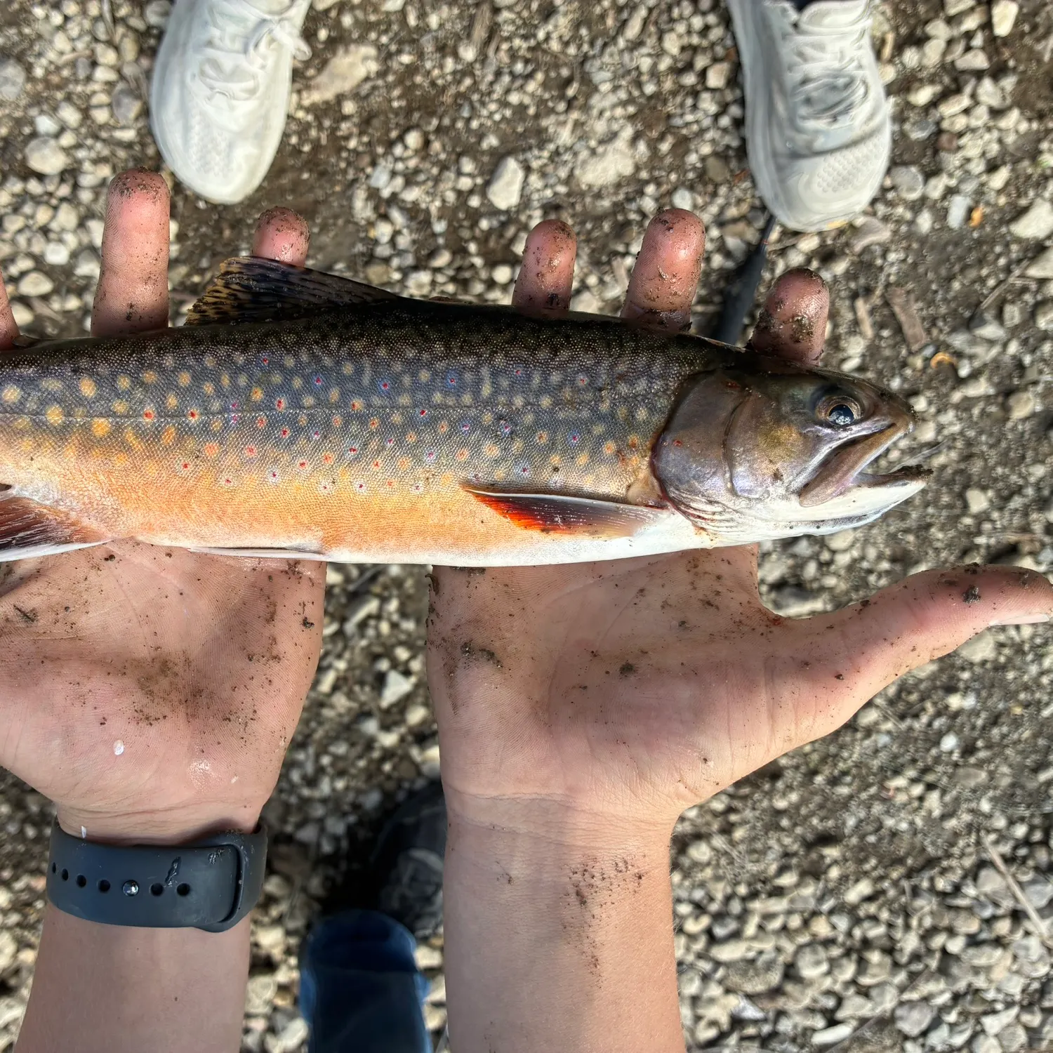 Brook trout caught on Fishbrain