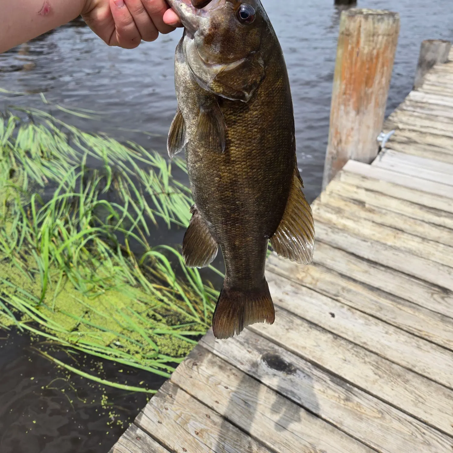 The most recent Smallmouth bass catches on Fishbrain