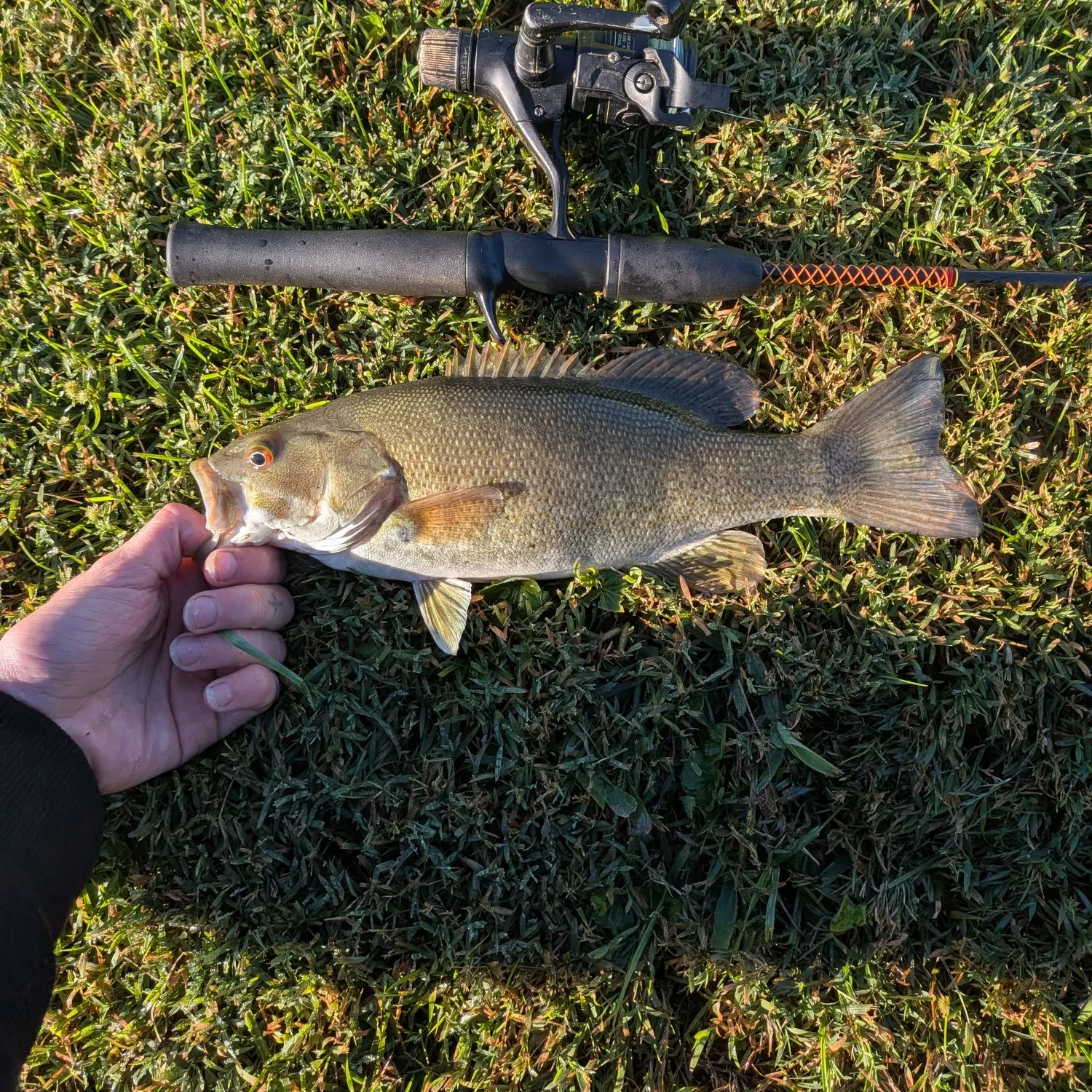 Smallmouth bass caught on Fishbrain