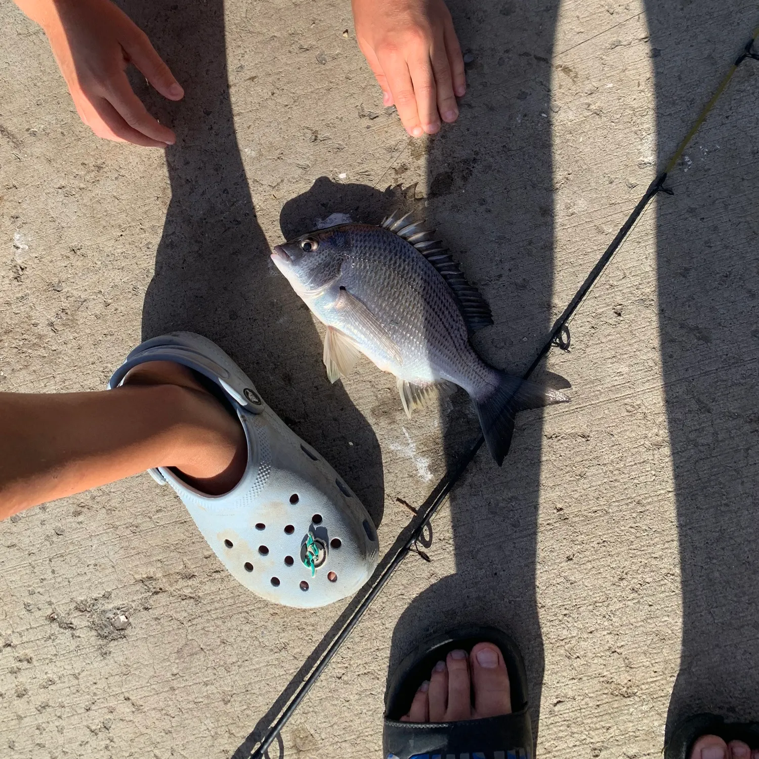 The most recent Pacific seabream catches on Fishbrain
