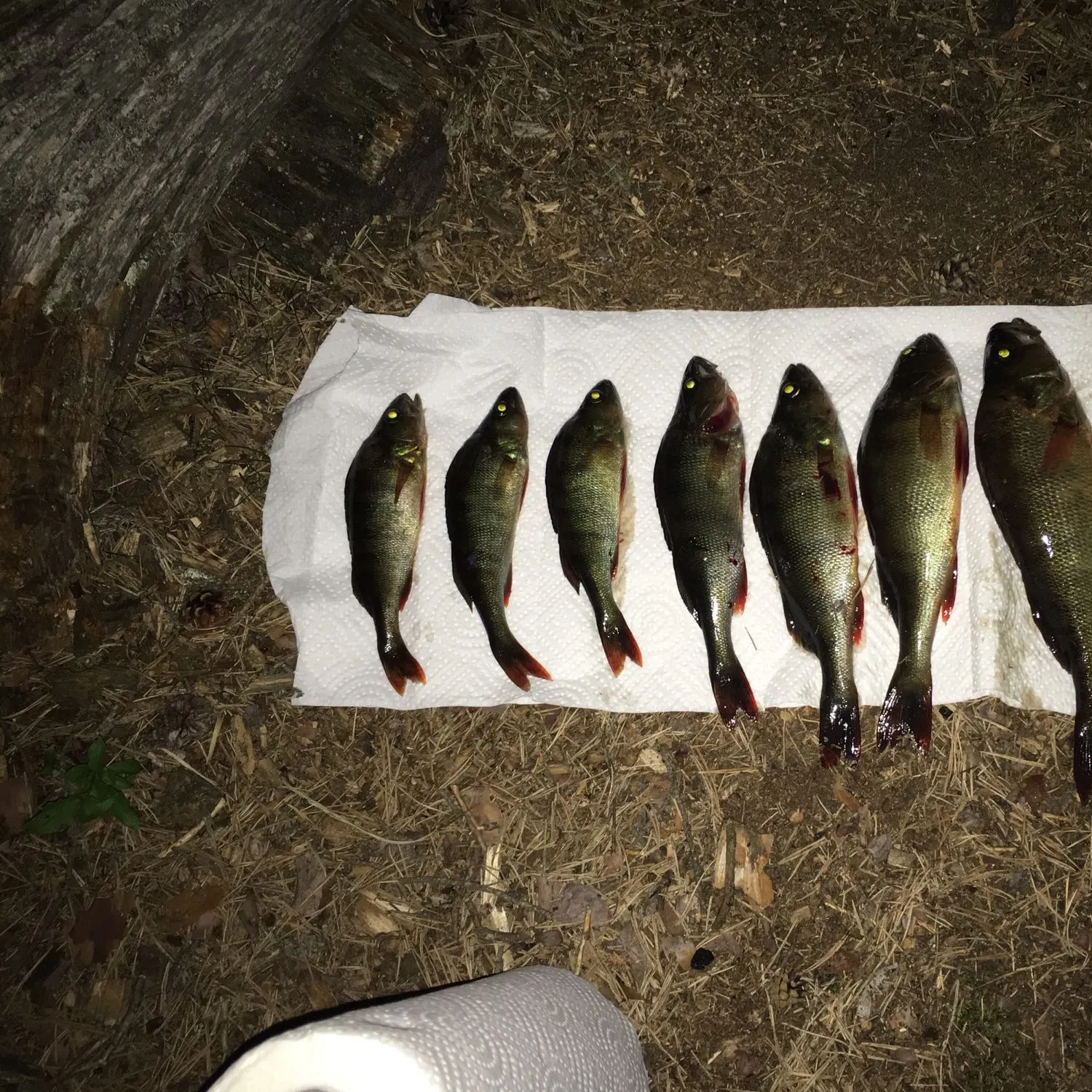 recently logged catches