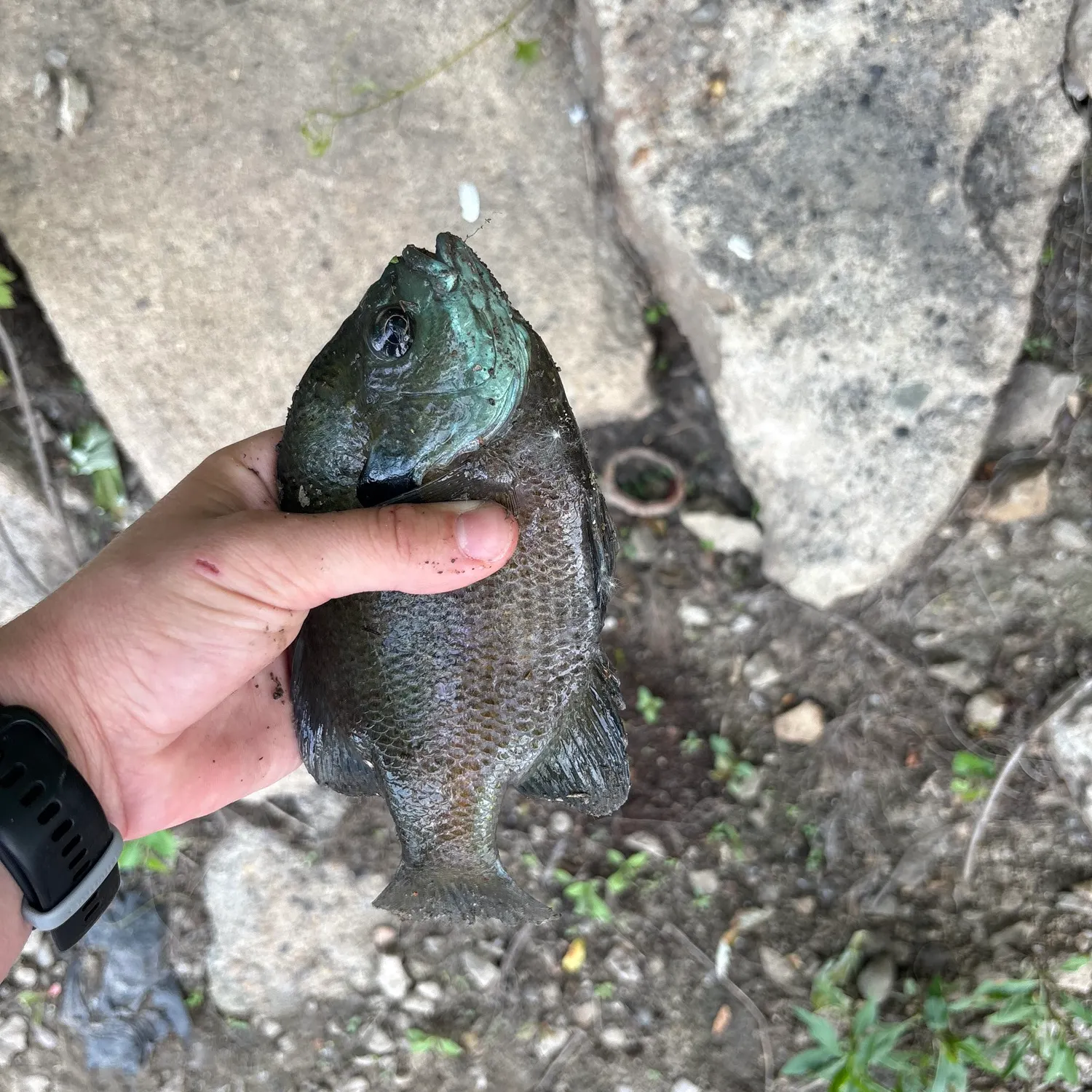 catch