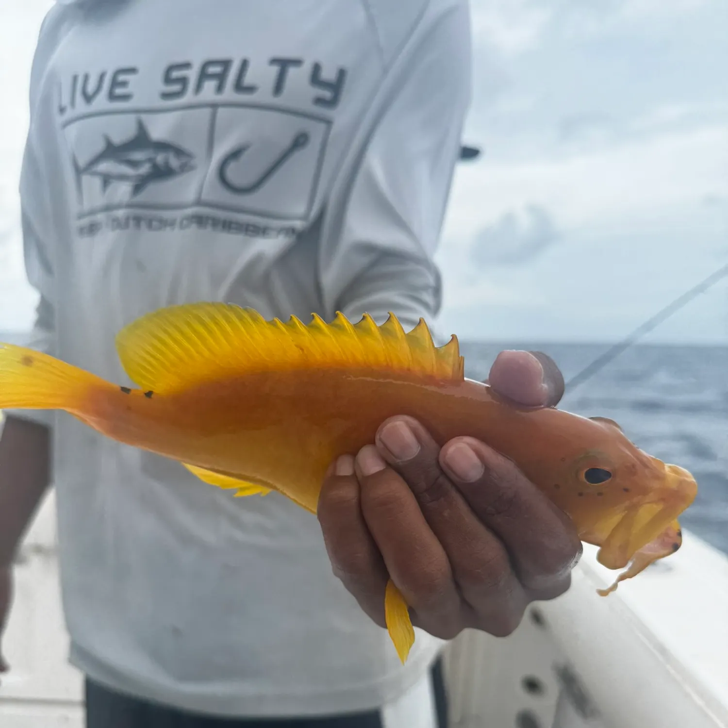 The most popular recent Golden grouper catch on Fishbrain