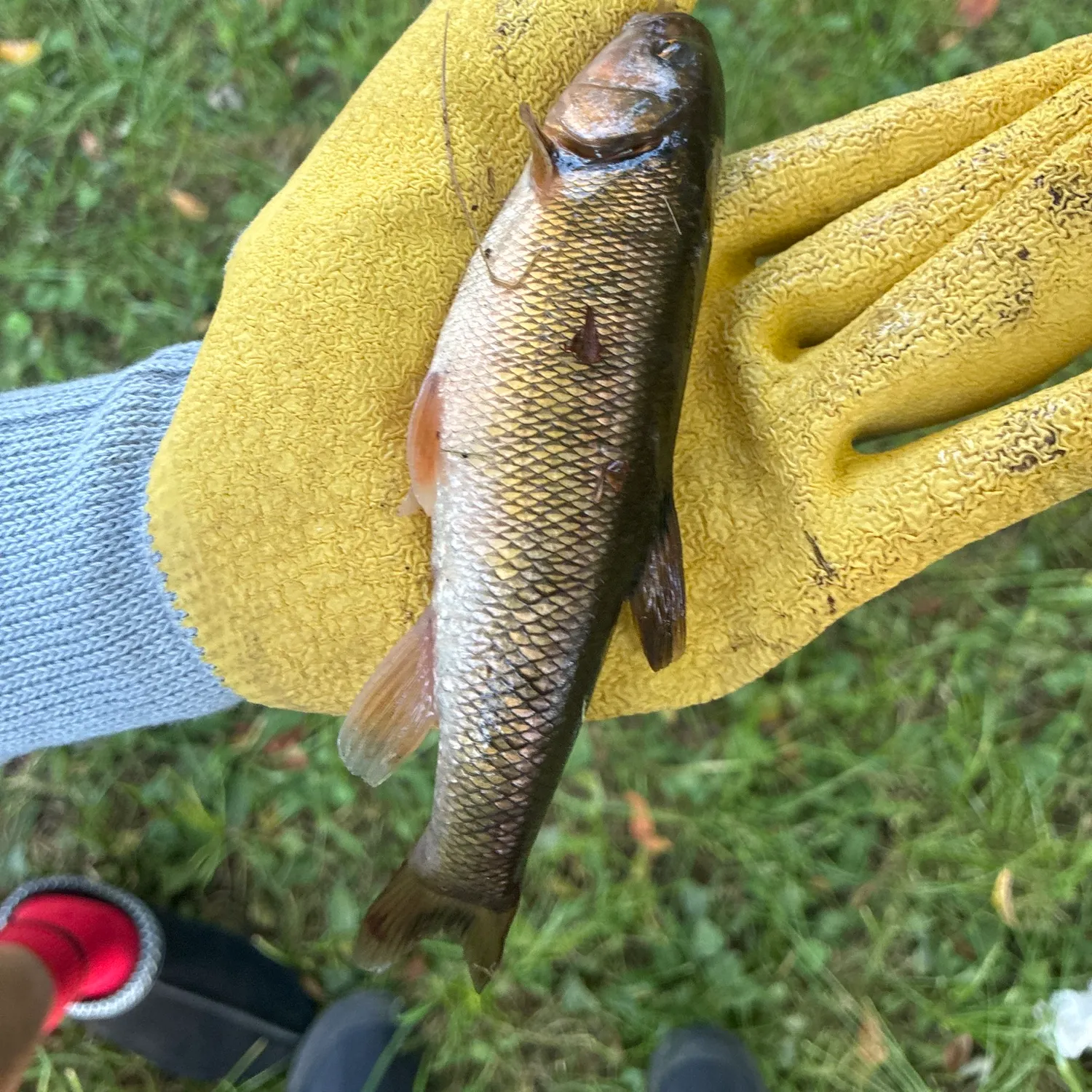 Smallmouth bass caught on Fishbrain