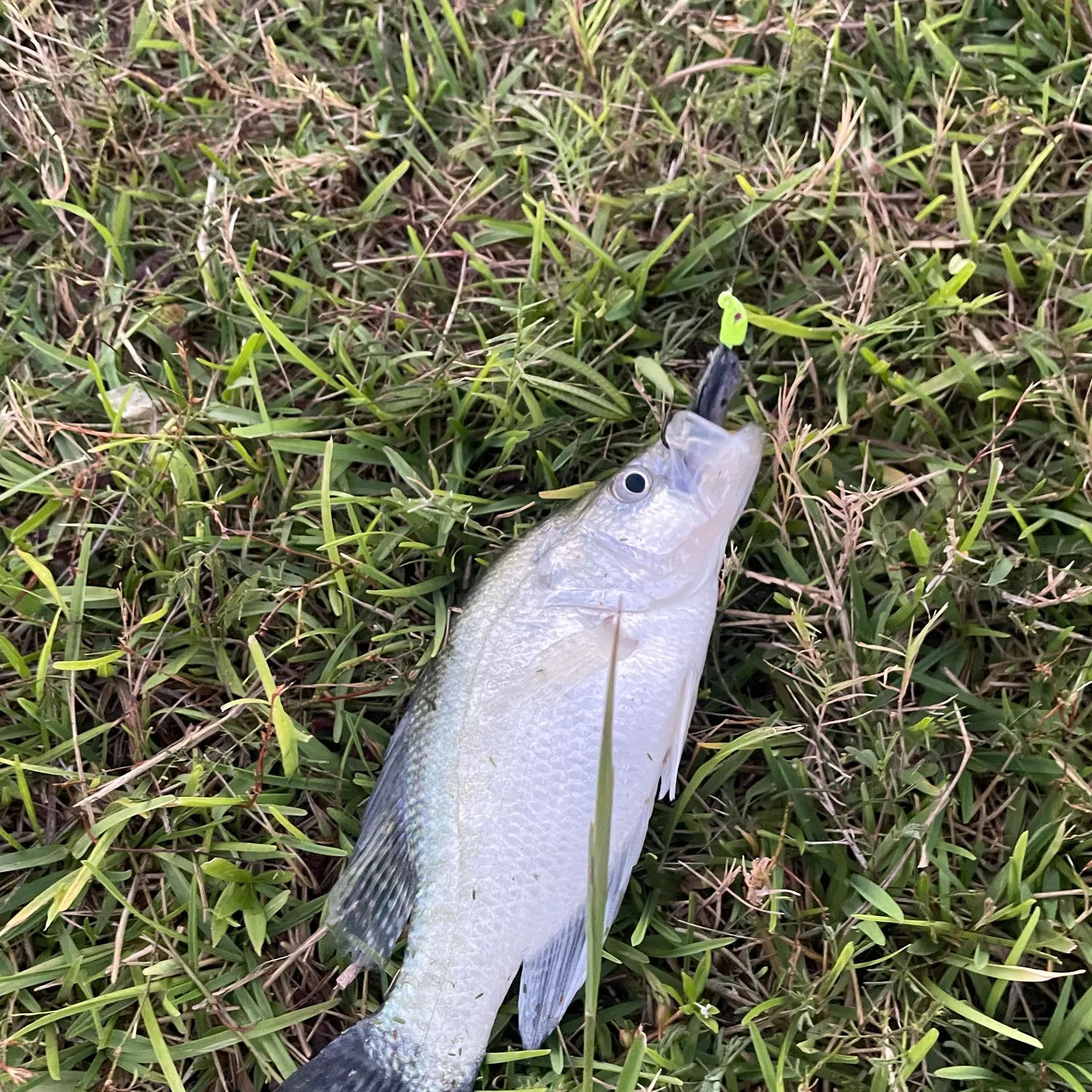 White crappie caught on Fishbrain