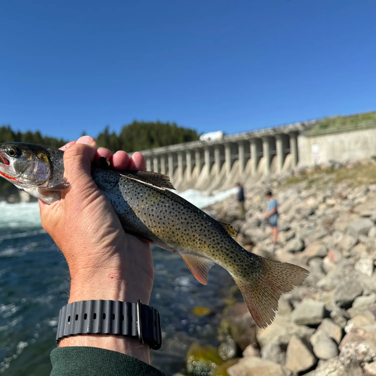 The most recent Snake River fine-spotted cutthroat trout catches on Fishbrain