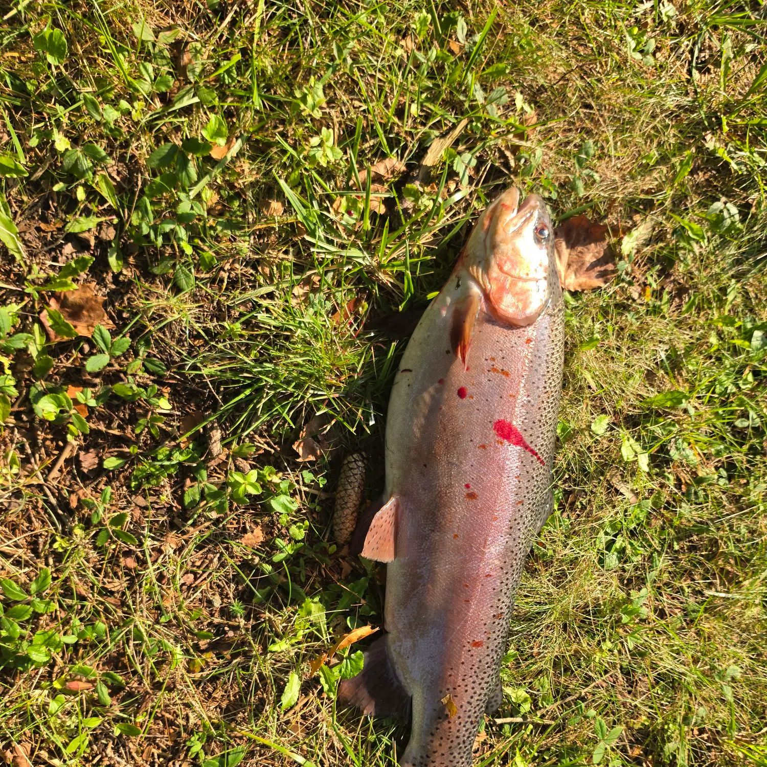 Rainbow trout caught on Fishbrain