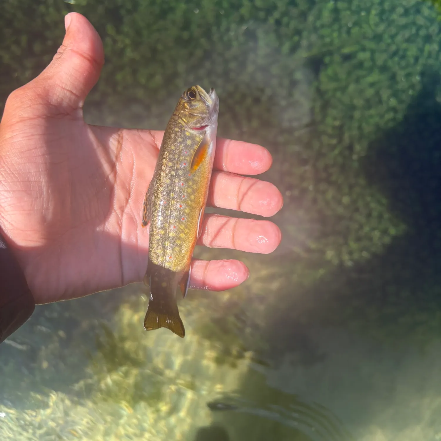 Brook trout caught on Fishbrain