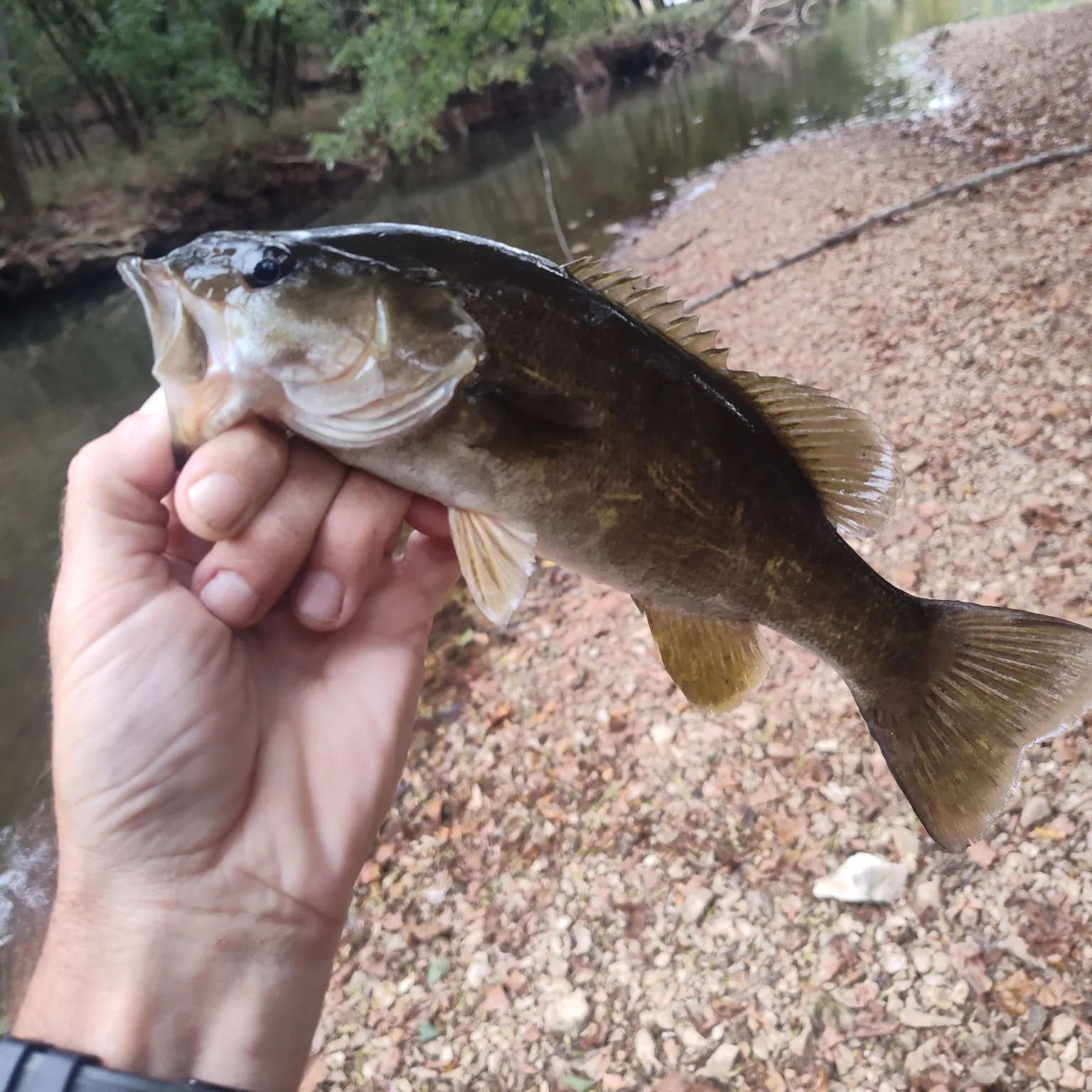 Smallmouth bass caught on Fishbrain