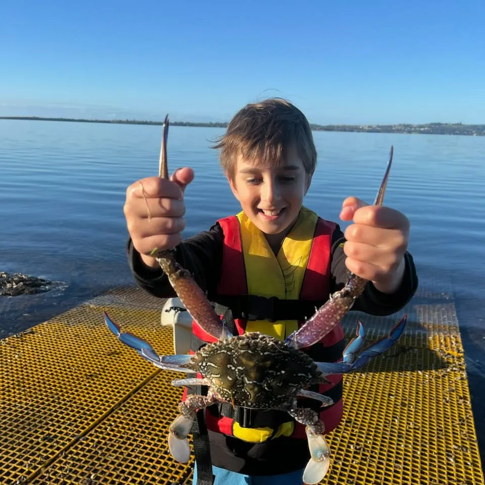 The most recent Blue swimmer crab catches on Fishbrain