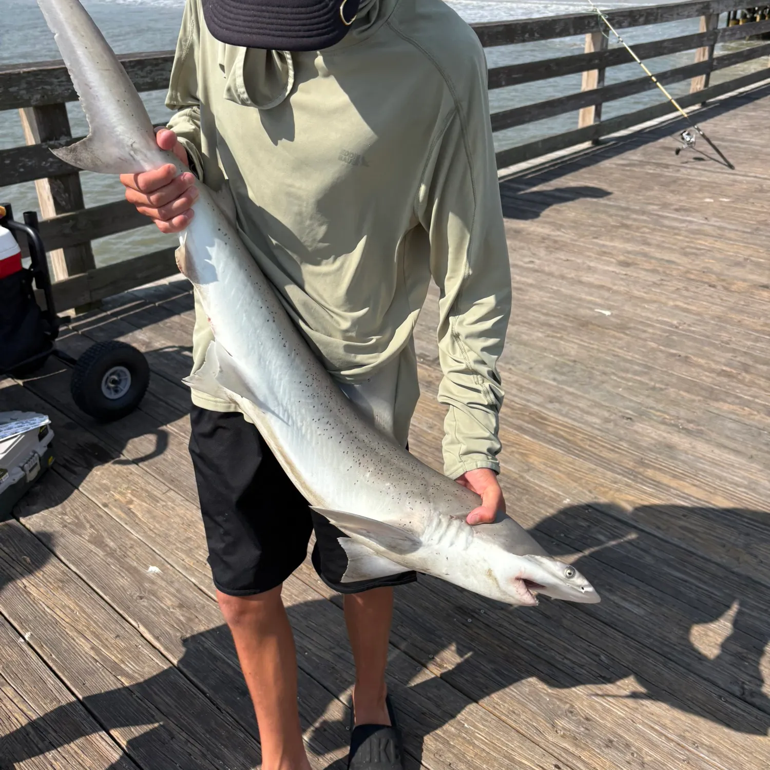 The most recent Bonnethead shark catches on Fishbrain