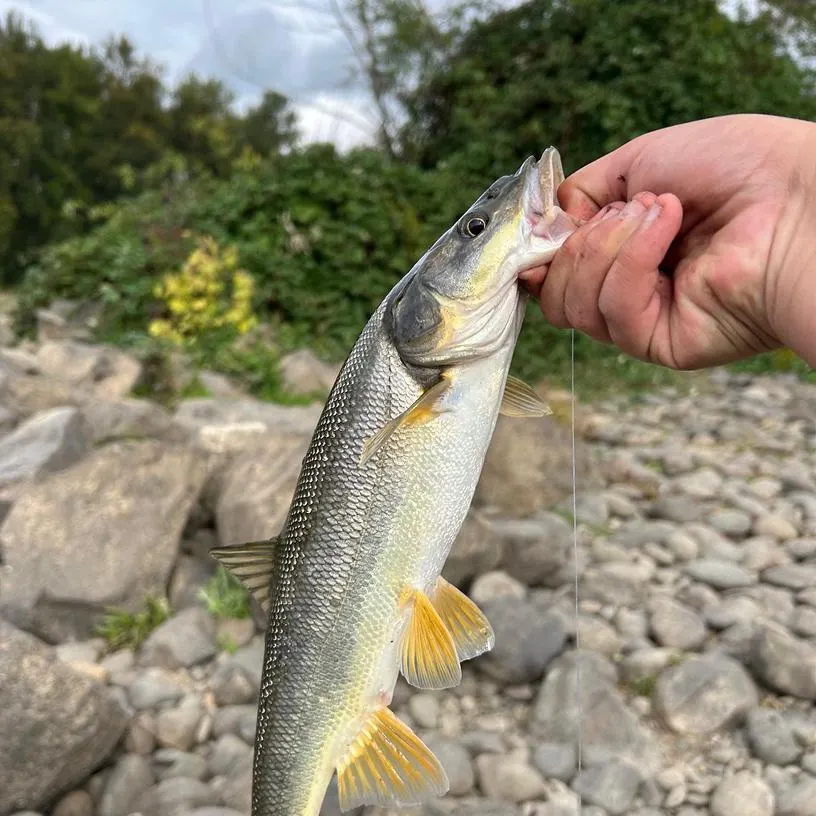 The most recent Northern pikeminnow catches on Fishbrain