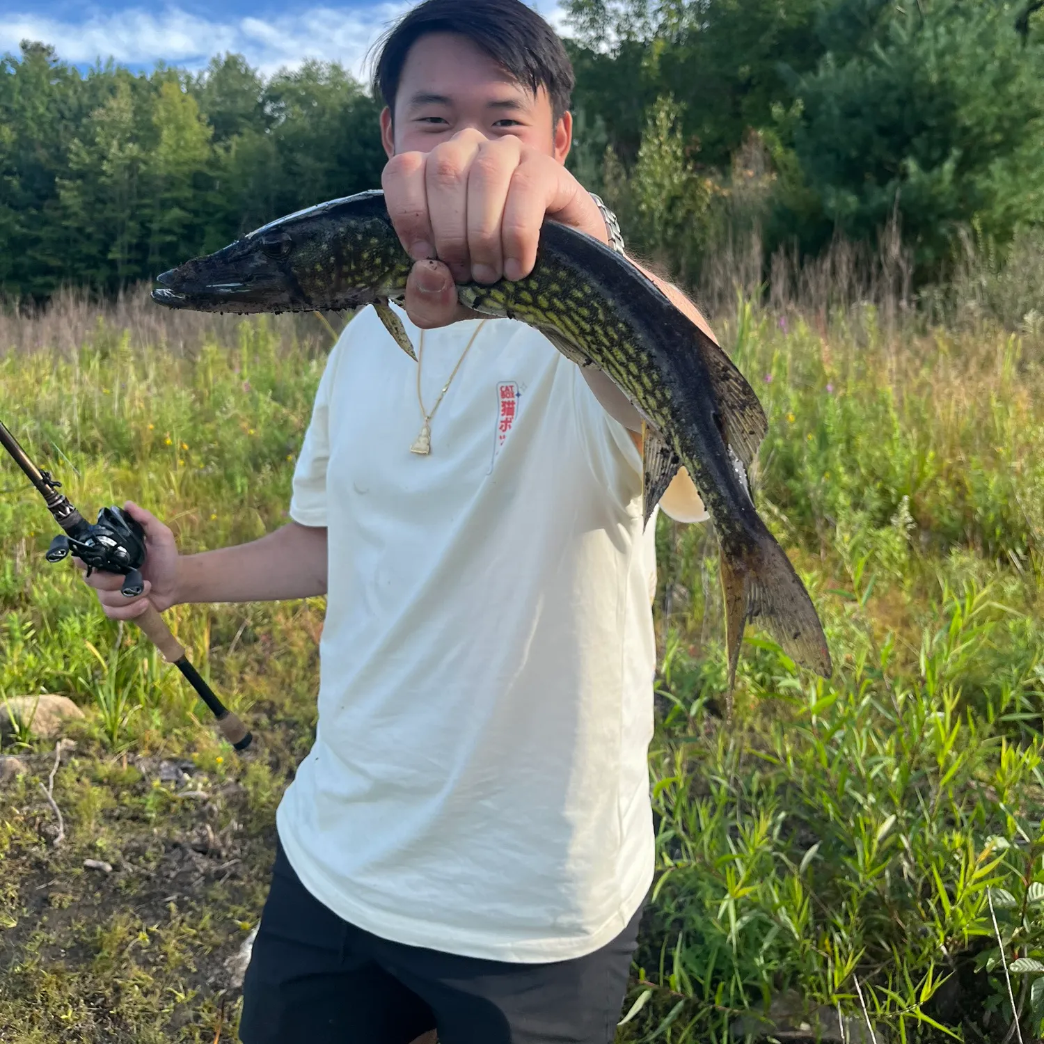 Chain pickerel caught on Fishbrain