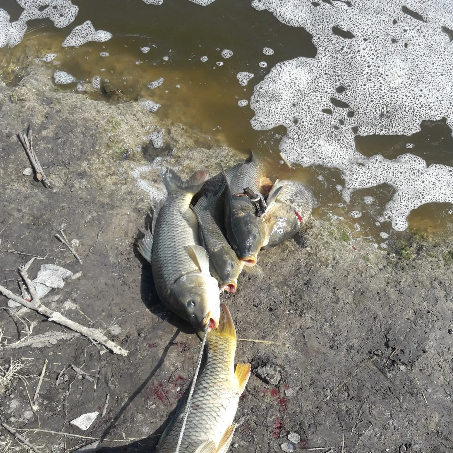 recently logged catches