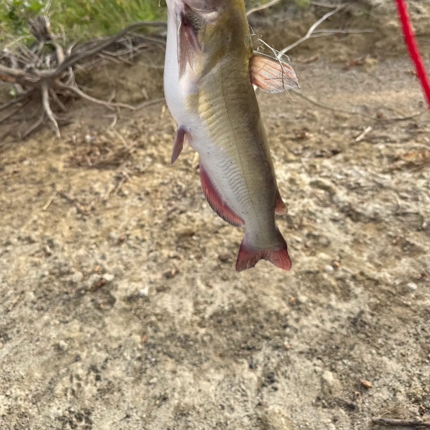 Channel catfish caught on Fishbrain