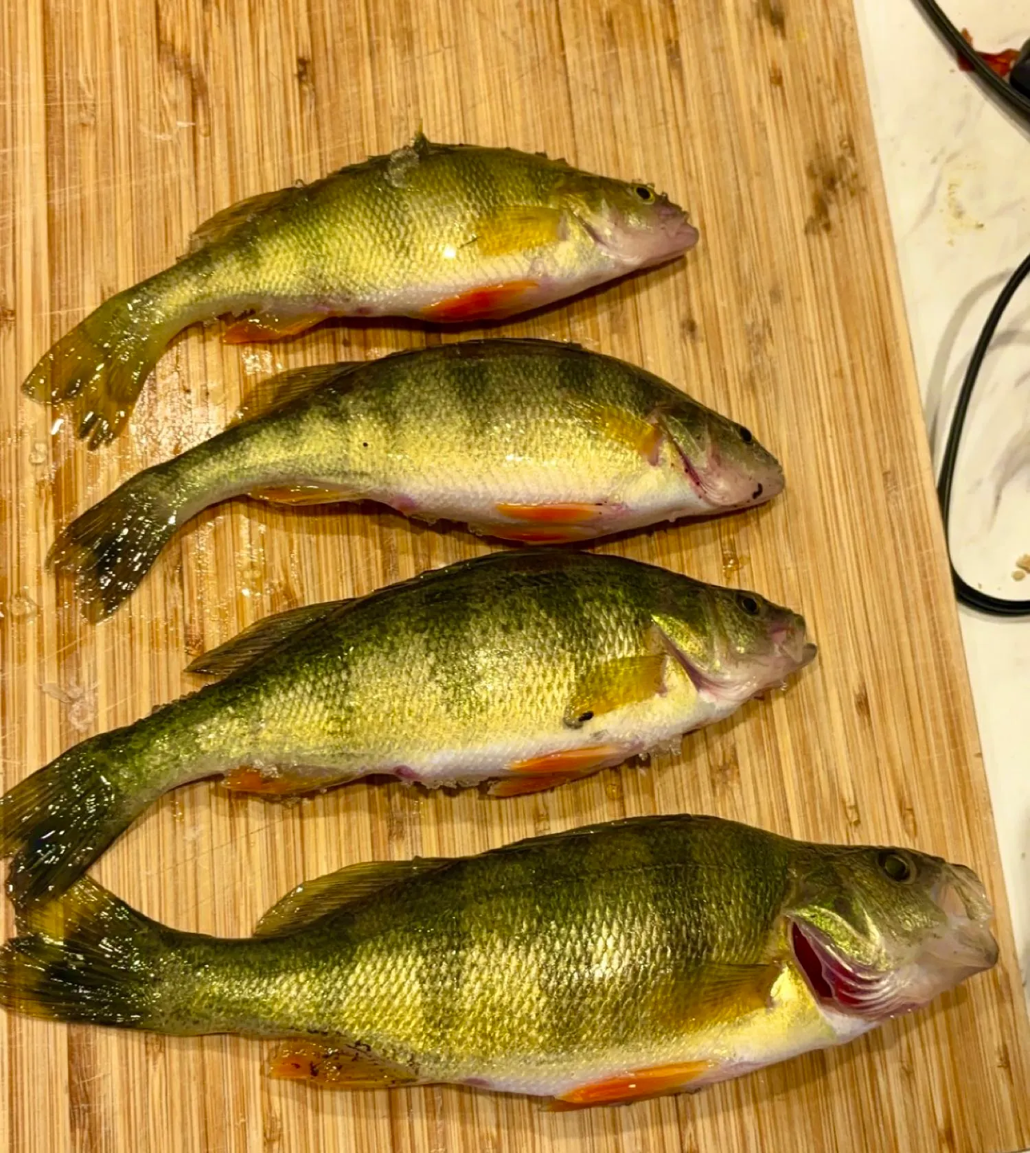 recently logged catches