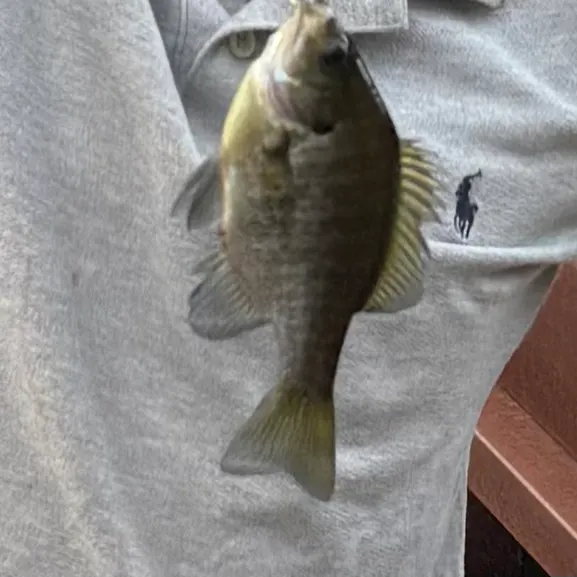 Bluegill caught on Fishbrain