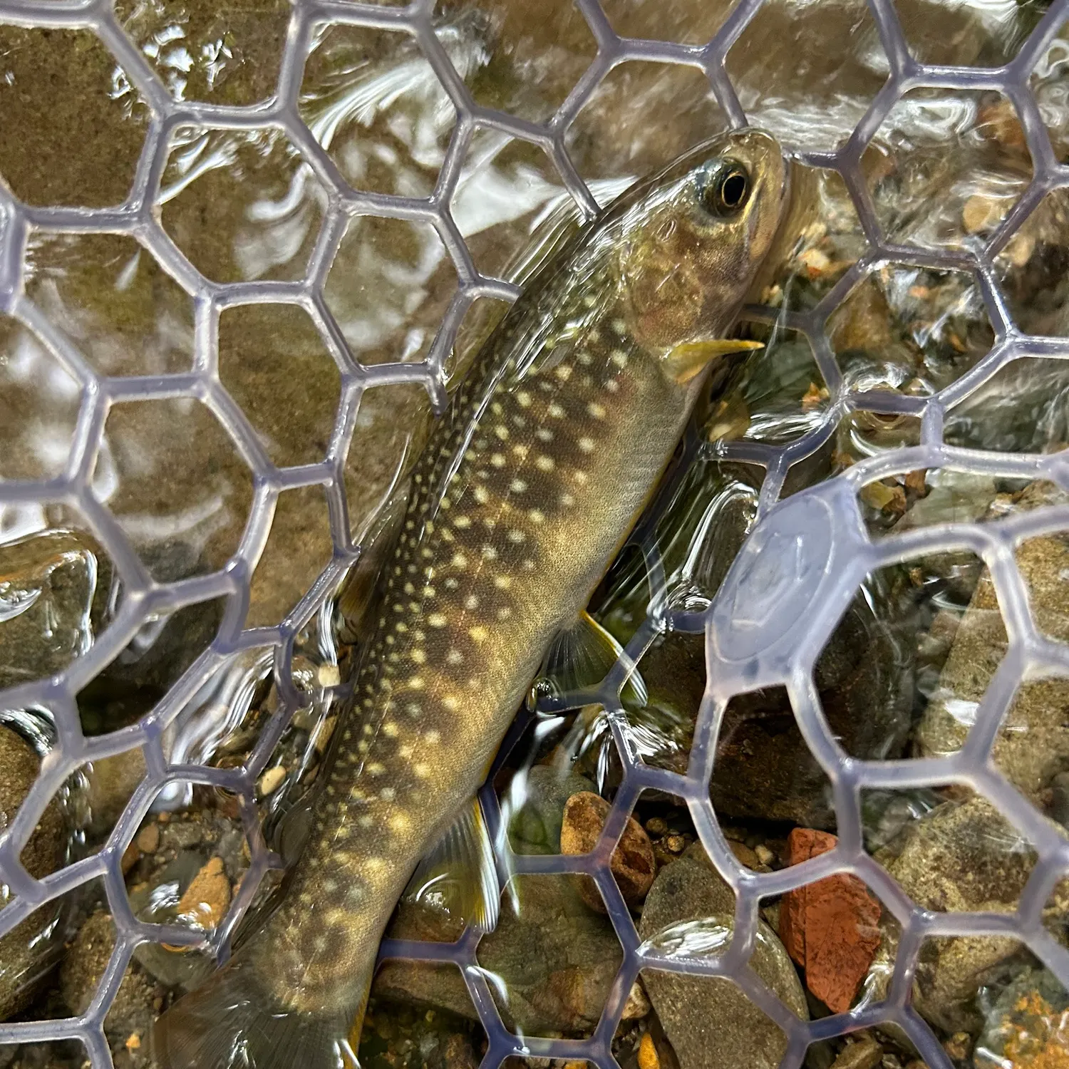 The most recent Japanese pluvius char catches on Fishbrain
