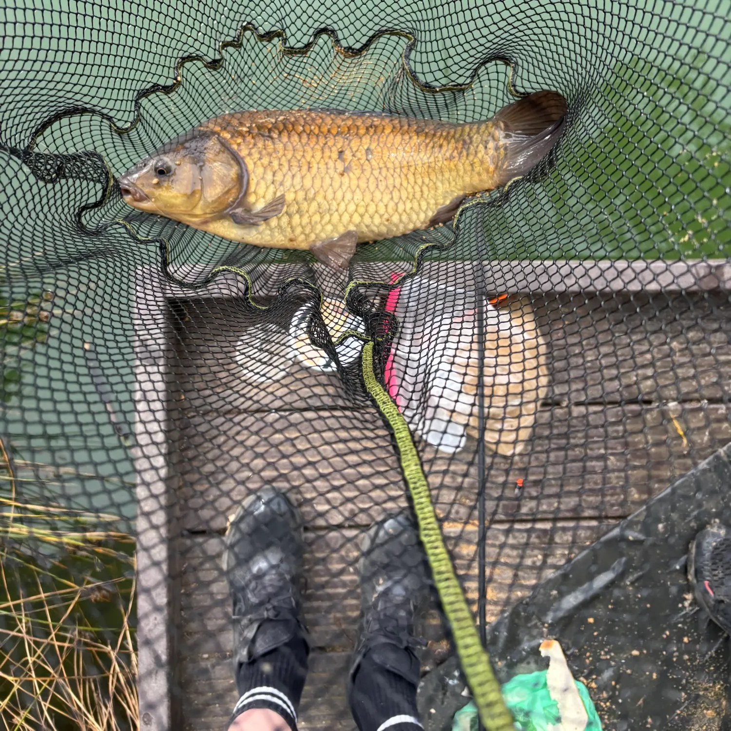 Crucian carp caught on Fishbrain