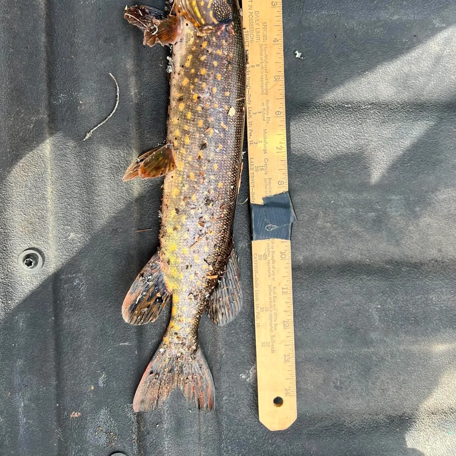Northern pike caught on Fishbrain