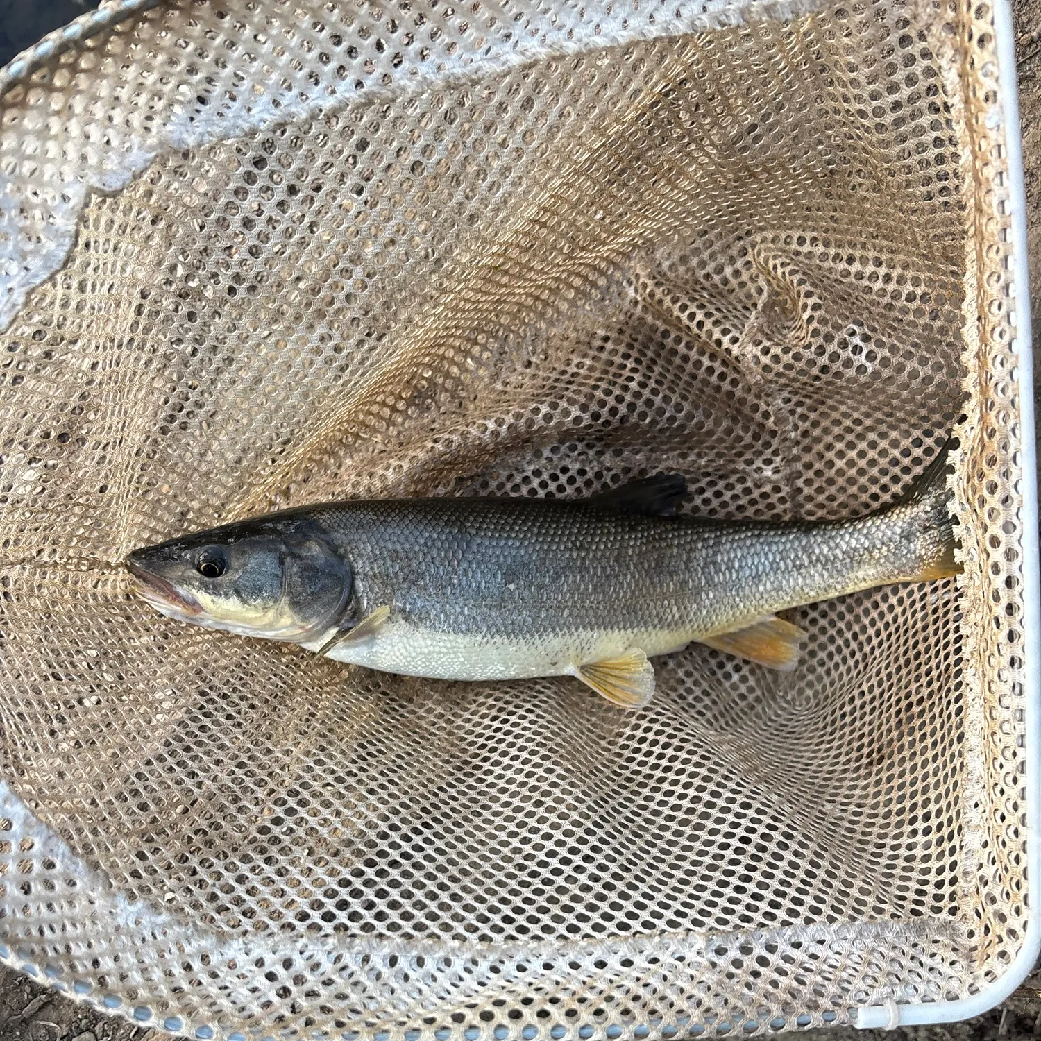 Northern pikeminnow caught on Fishbrain
