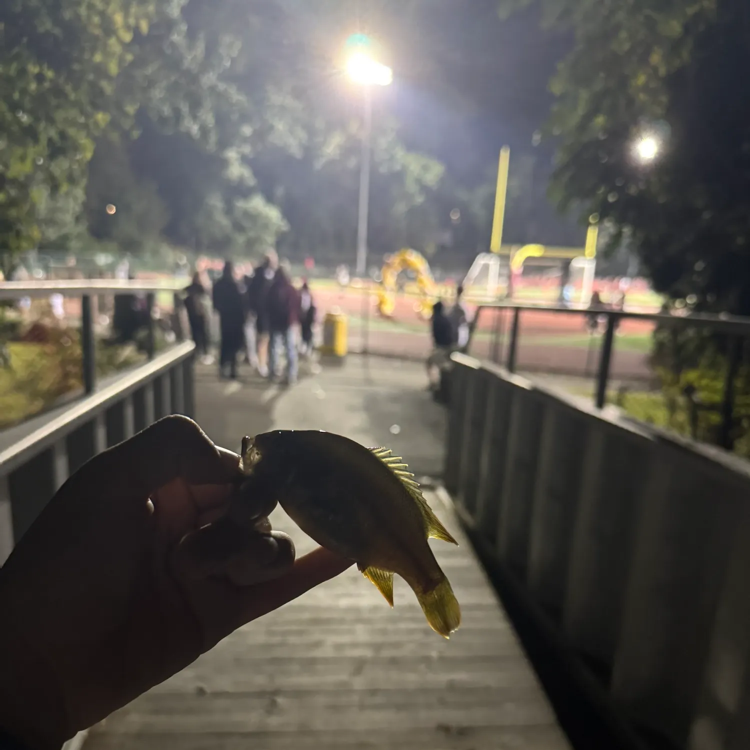 Green sunfish caught on Fishbrain