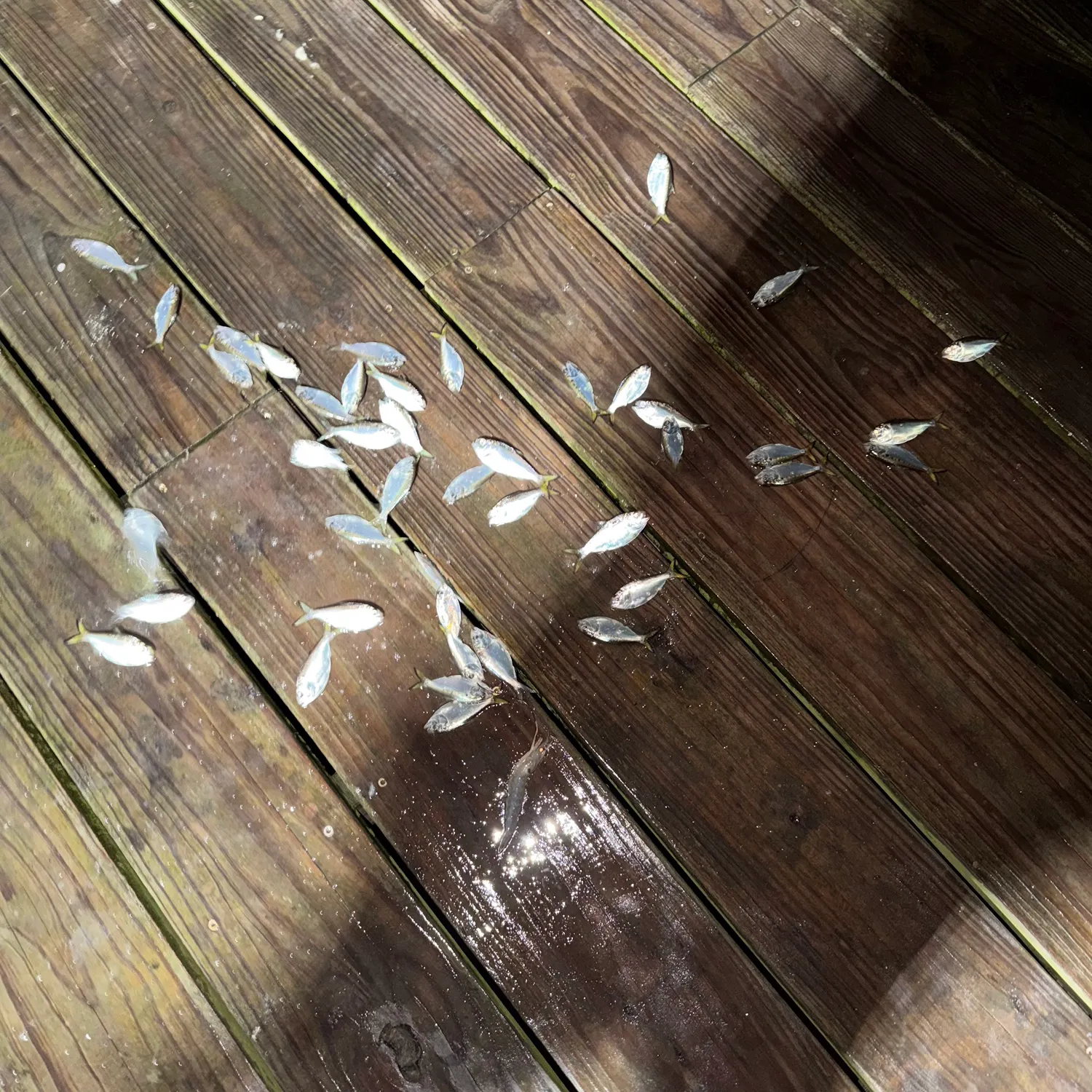 The most recent Finescale menhaden catches on Fishbrain