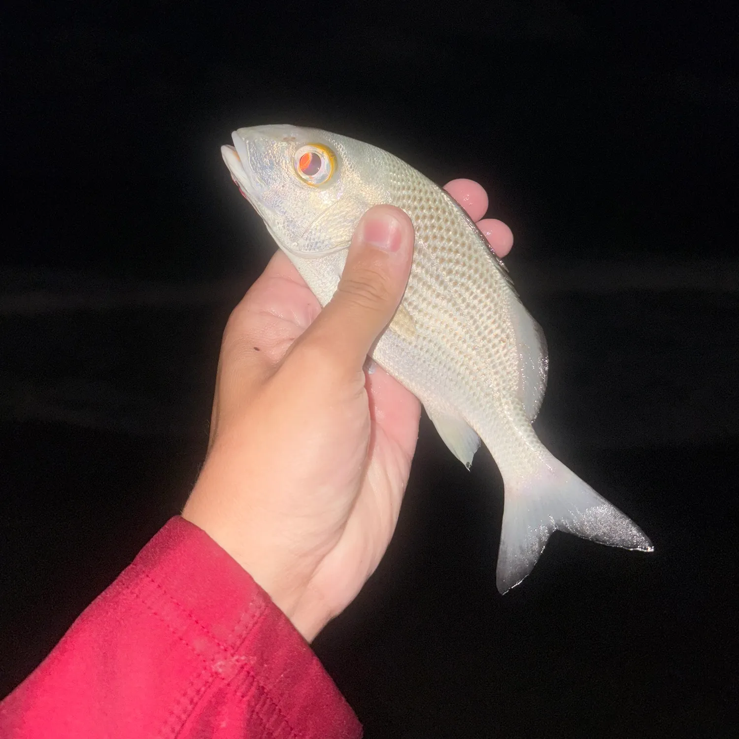 The most recent Tomtate grunt catches on Fishbrain