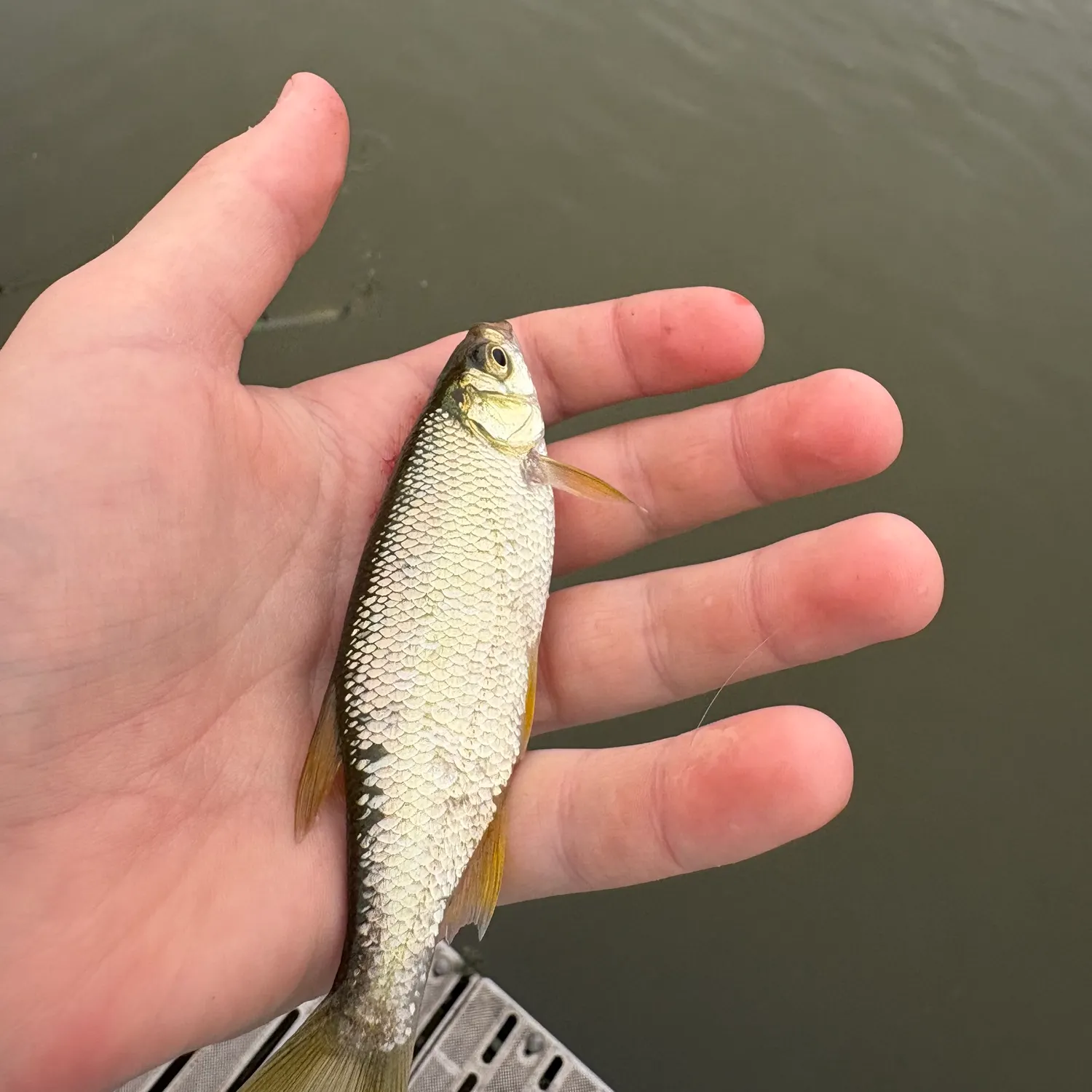 Golden shiner caught on Fishbrain