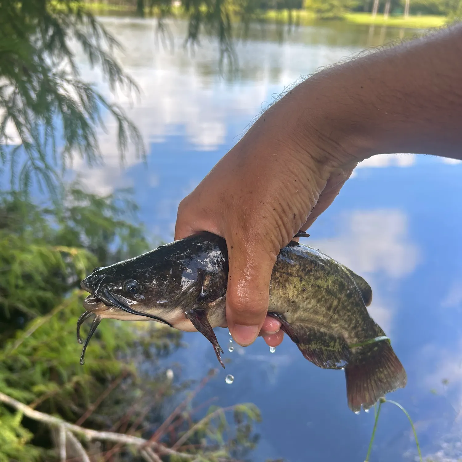 Black bullhead caught on Fishbrain