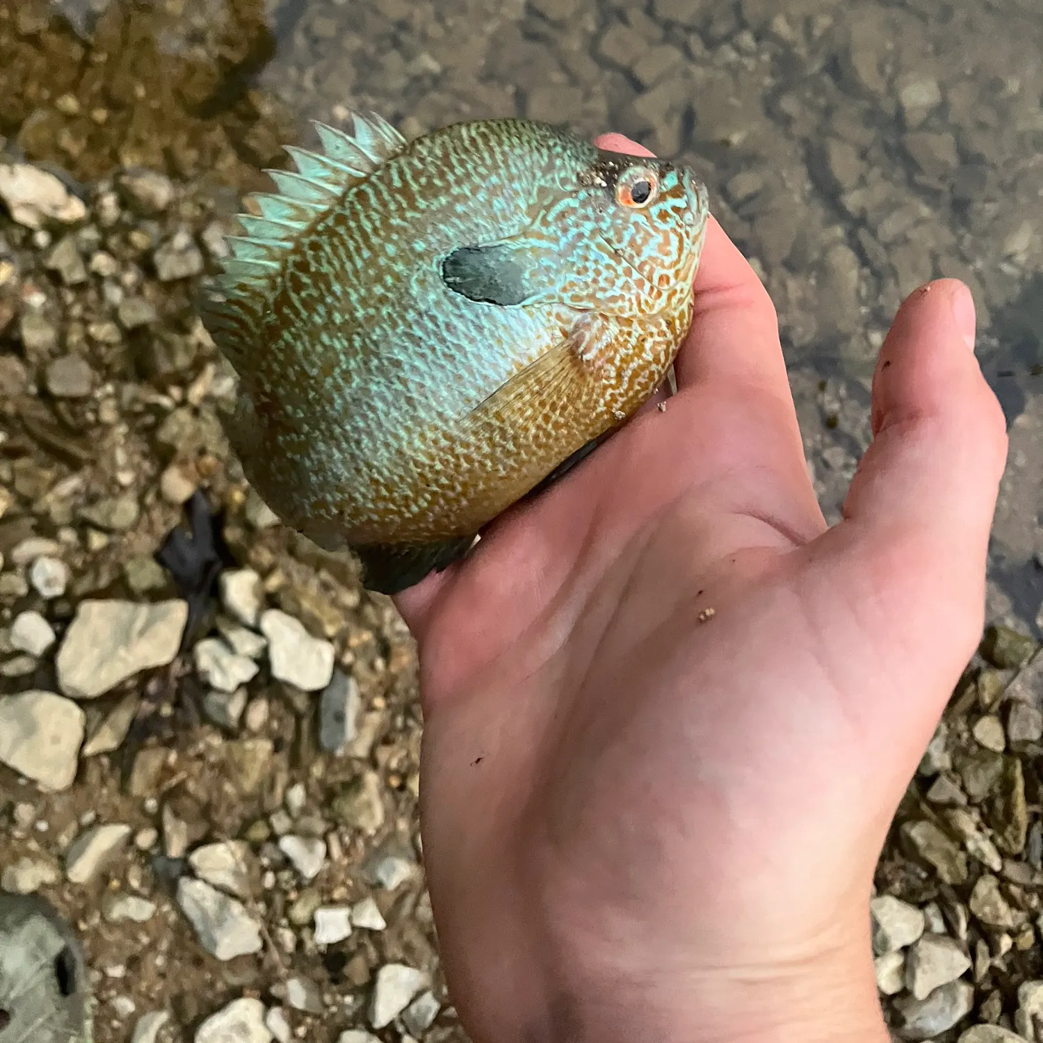 The most recent Pumpkinseed x green sunfish catches on Fishbrain