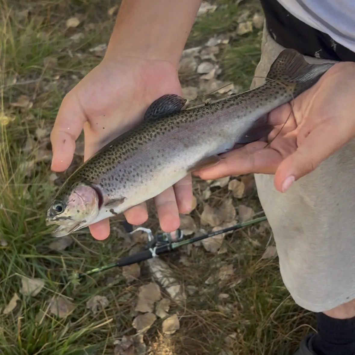 Rainbow trout caught on Fishbrain