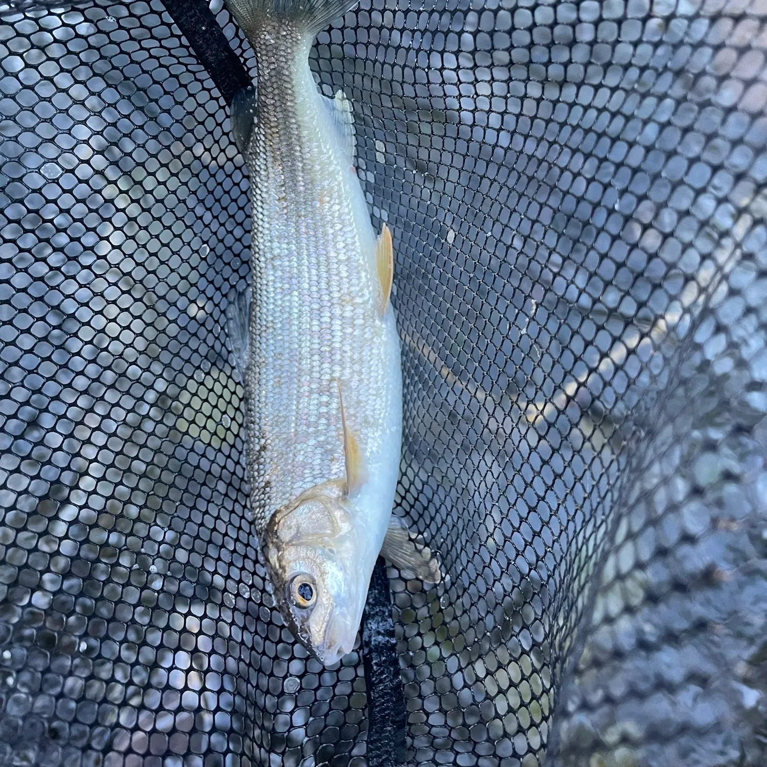 Mountain whitefish caught on Fishbrain
