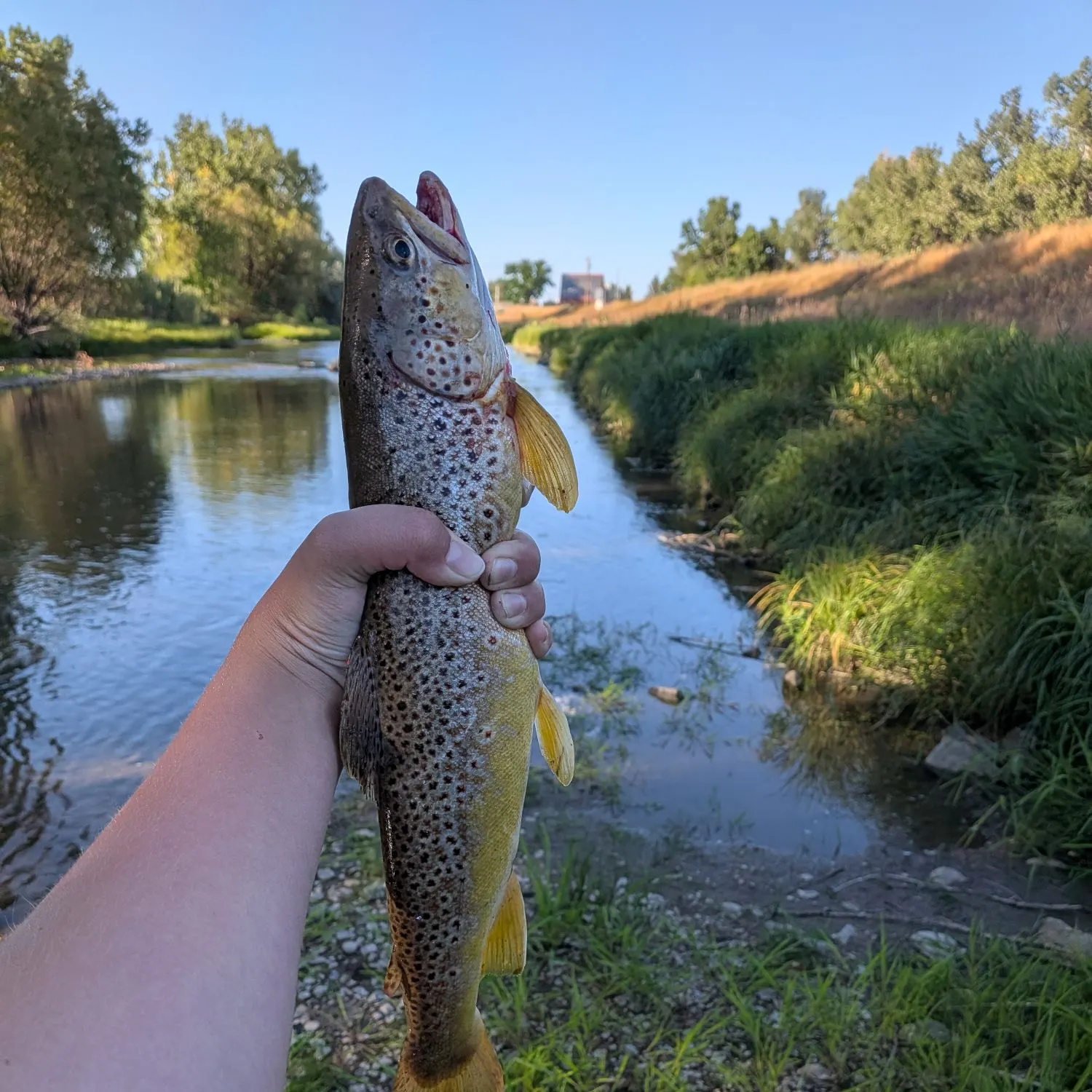 Brown trout caught on Fishbrain