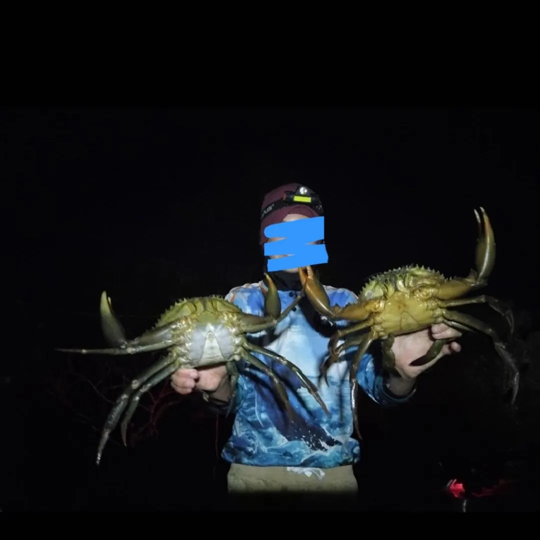 The most recent Giant mud crab catches on Fishbrain