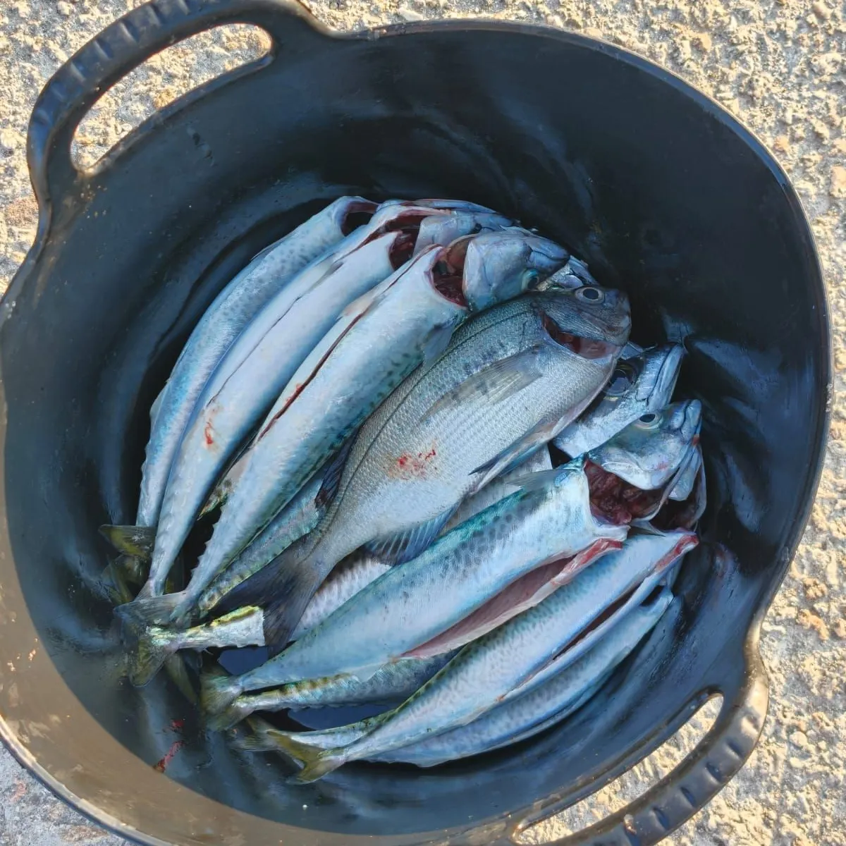 The most recent Atlantic chub mackerel catches on Fishbrain