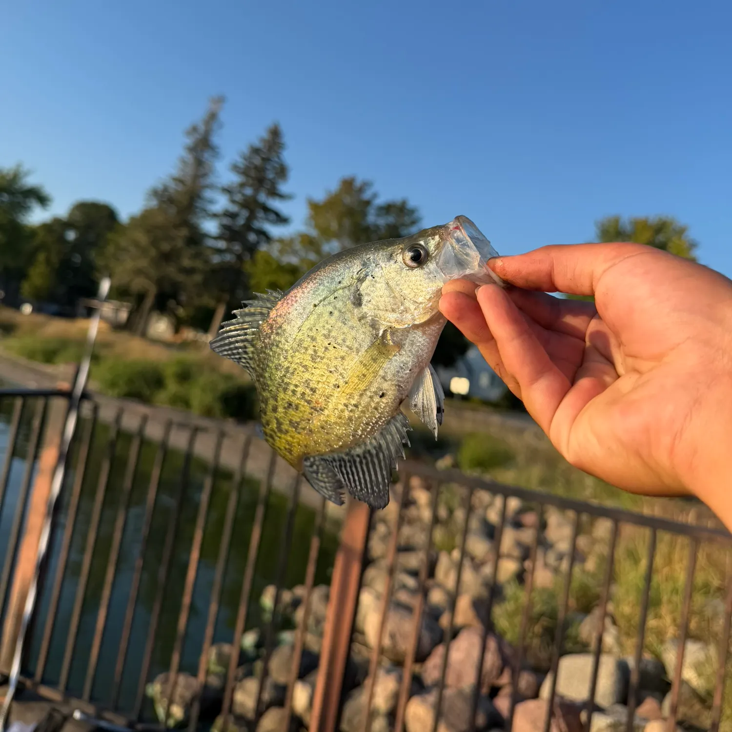 Black crappie caught on Fishbrain