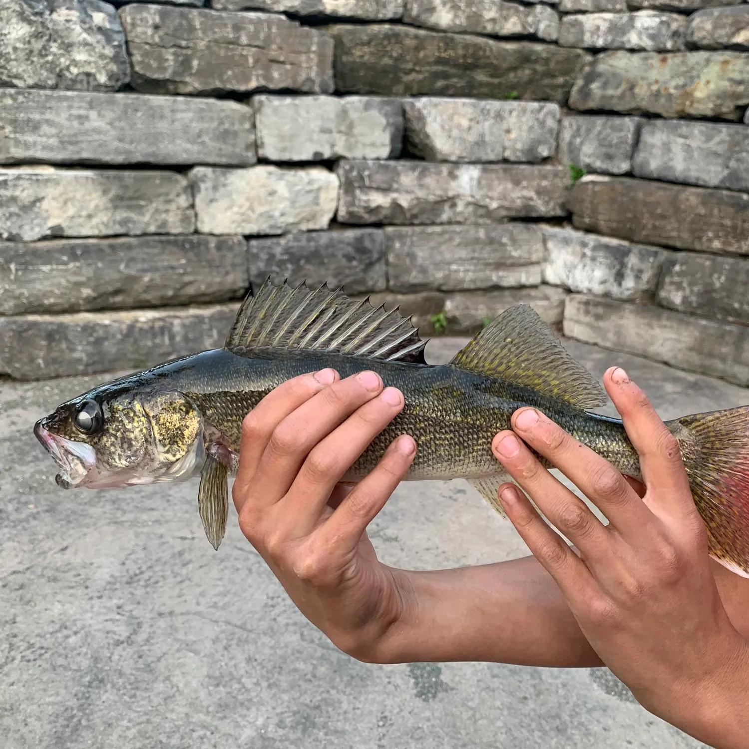 Walleye caught on Fishbrain