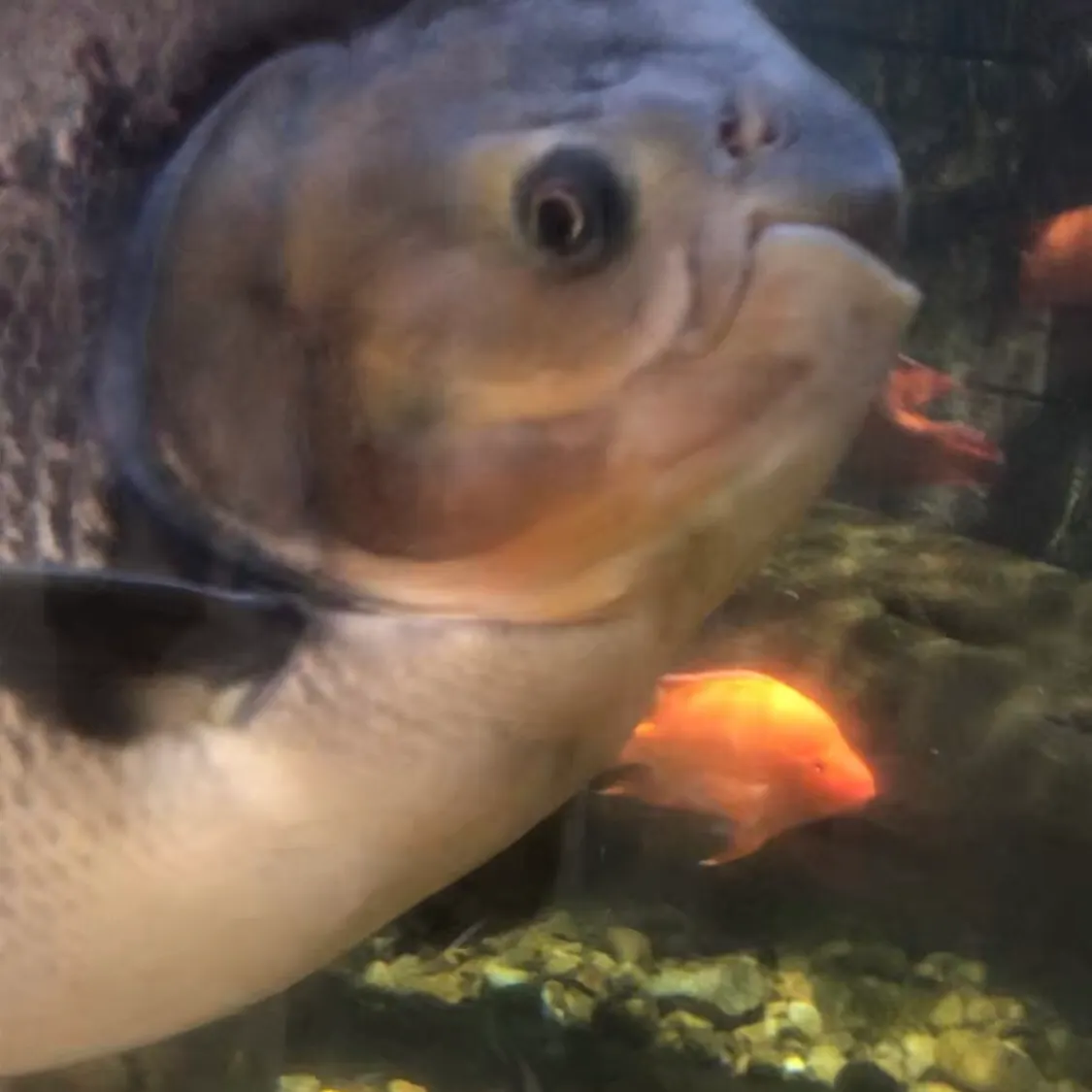 The most recent Small-scaled pacu catches on Fishbrain