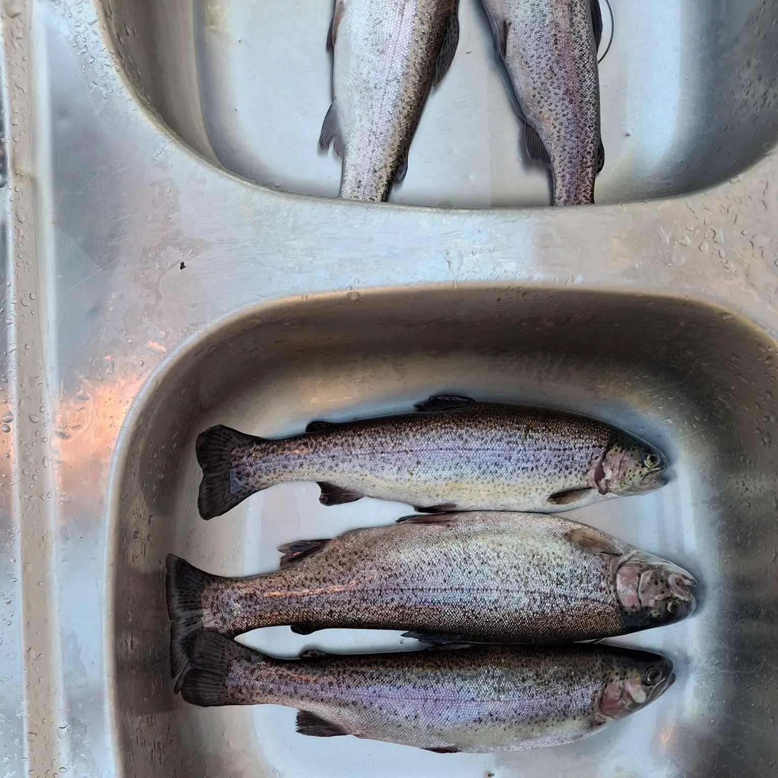 Rainbow trout caught on Fishbrain