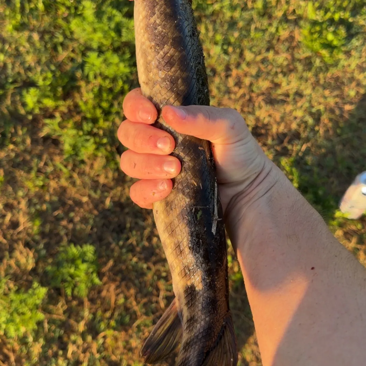 The most recent Florida gar catches on Fishbrain