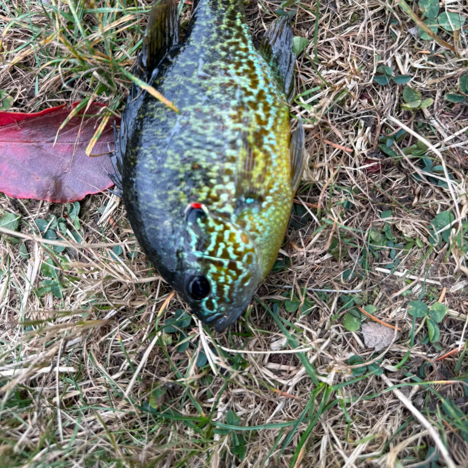 Pumpkinseed caught on Fishbrain