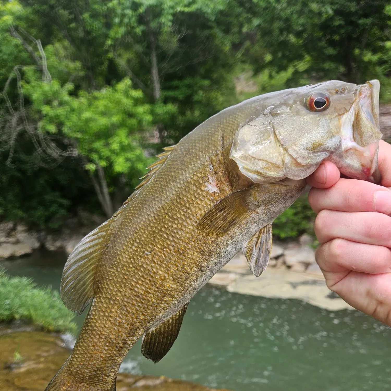 The most recent Neosho bass catches on Fishbrain