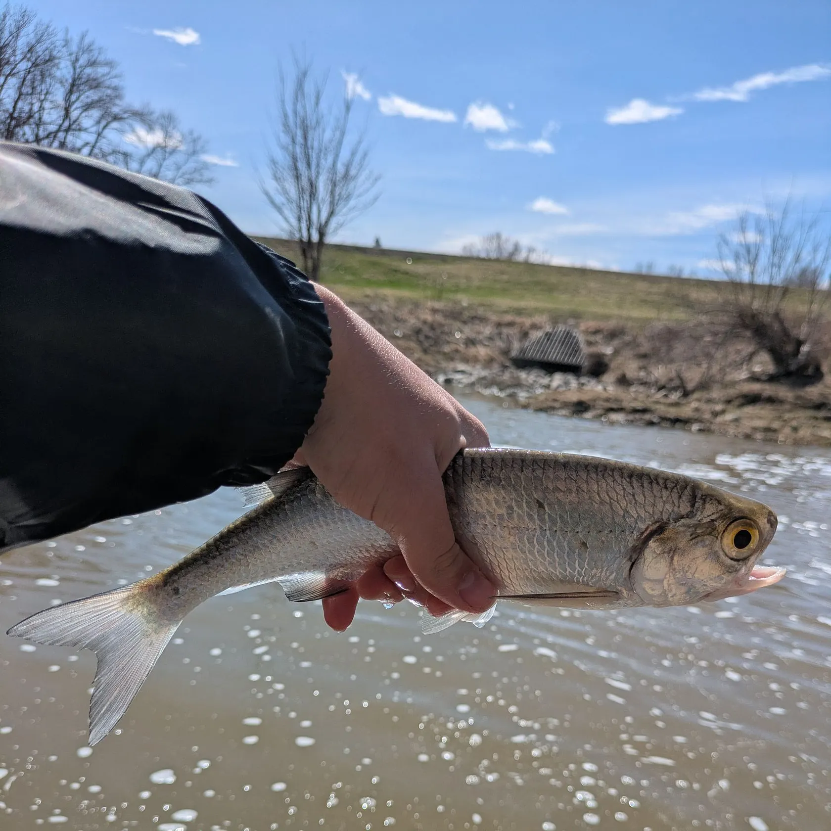 The most recent Goldeye catches on Fishbrain