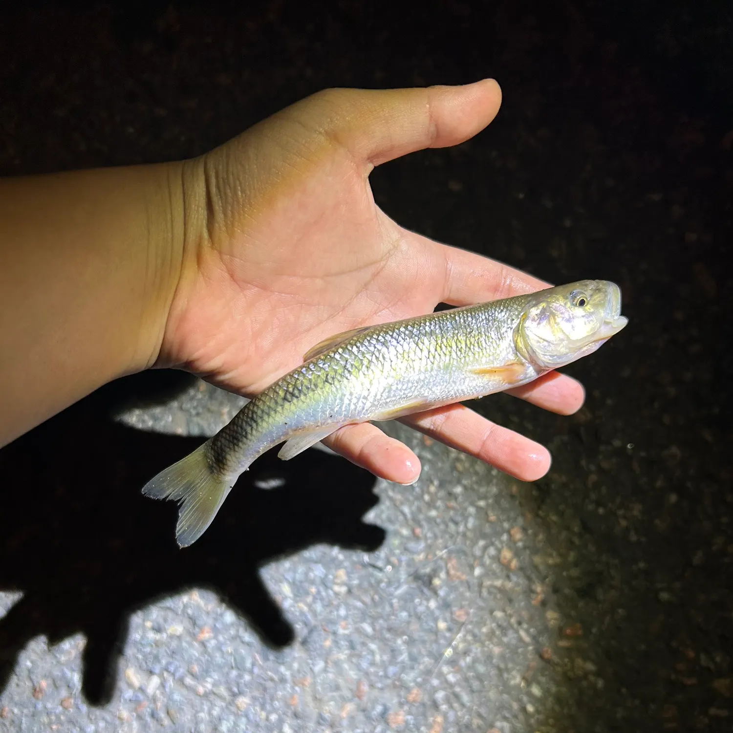 Creek chub caught on Fishbrain