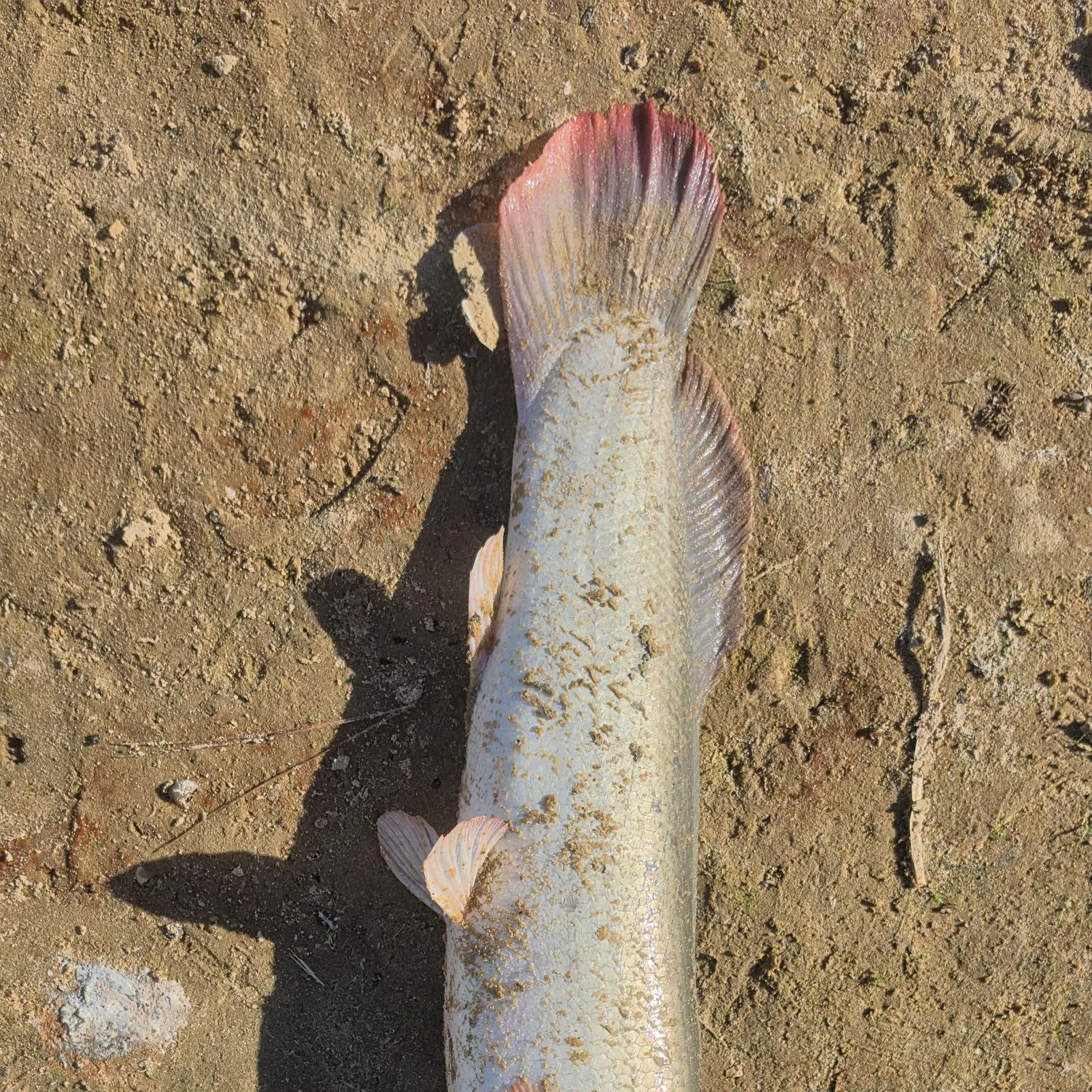 Ruddy bowfin caught on Fishbrain