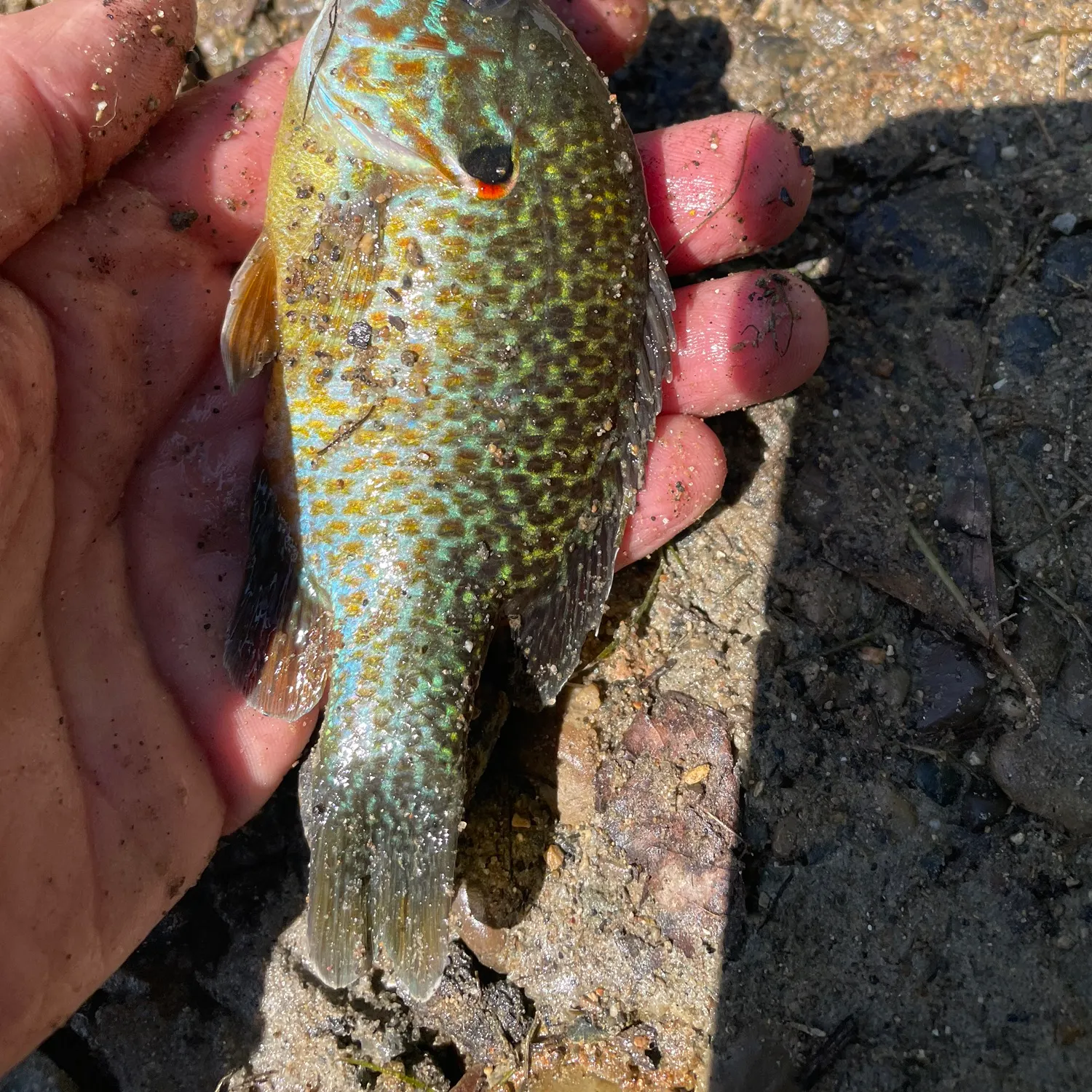 The most recent Pumpkinseed x green sunfish catches on Fishbrain