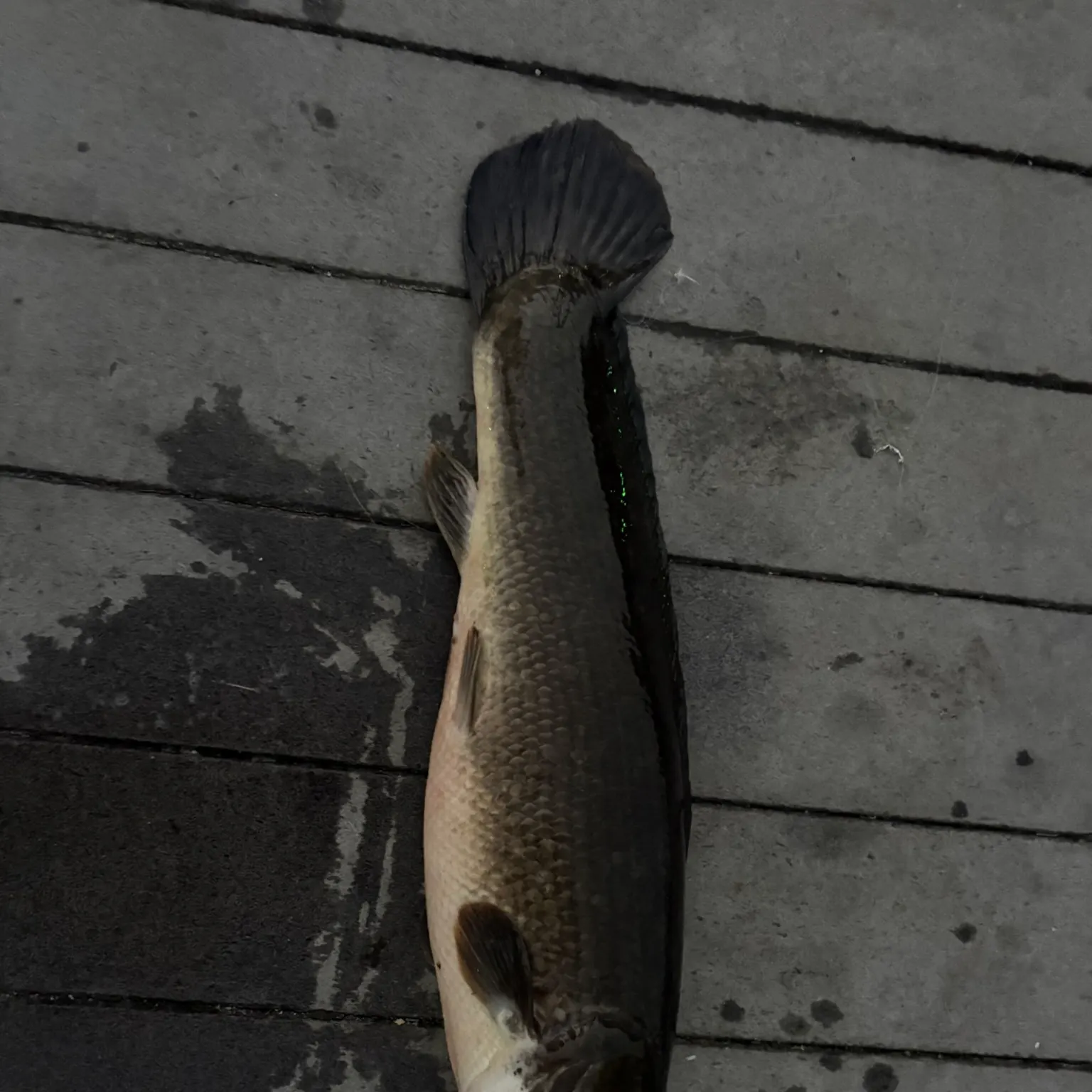 The most recent Ruddy bowfin catches on Fishbrain