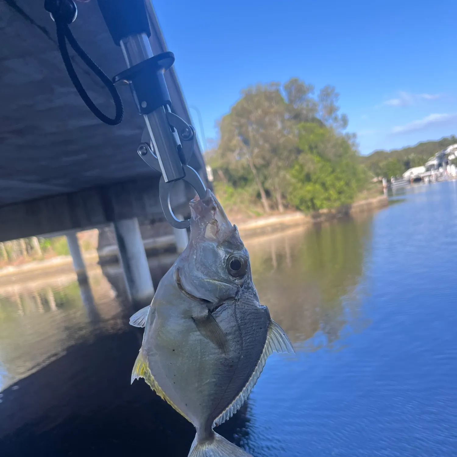The most recent Striped ponyfish catches on Fishbrain