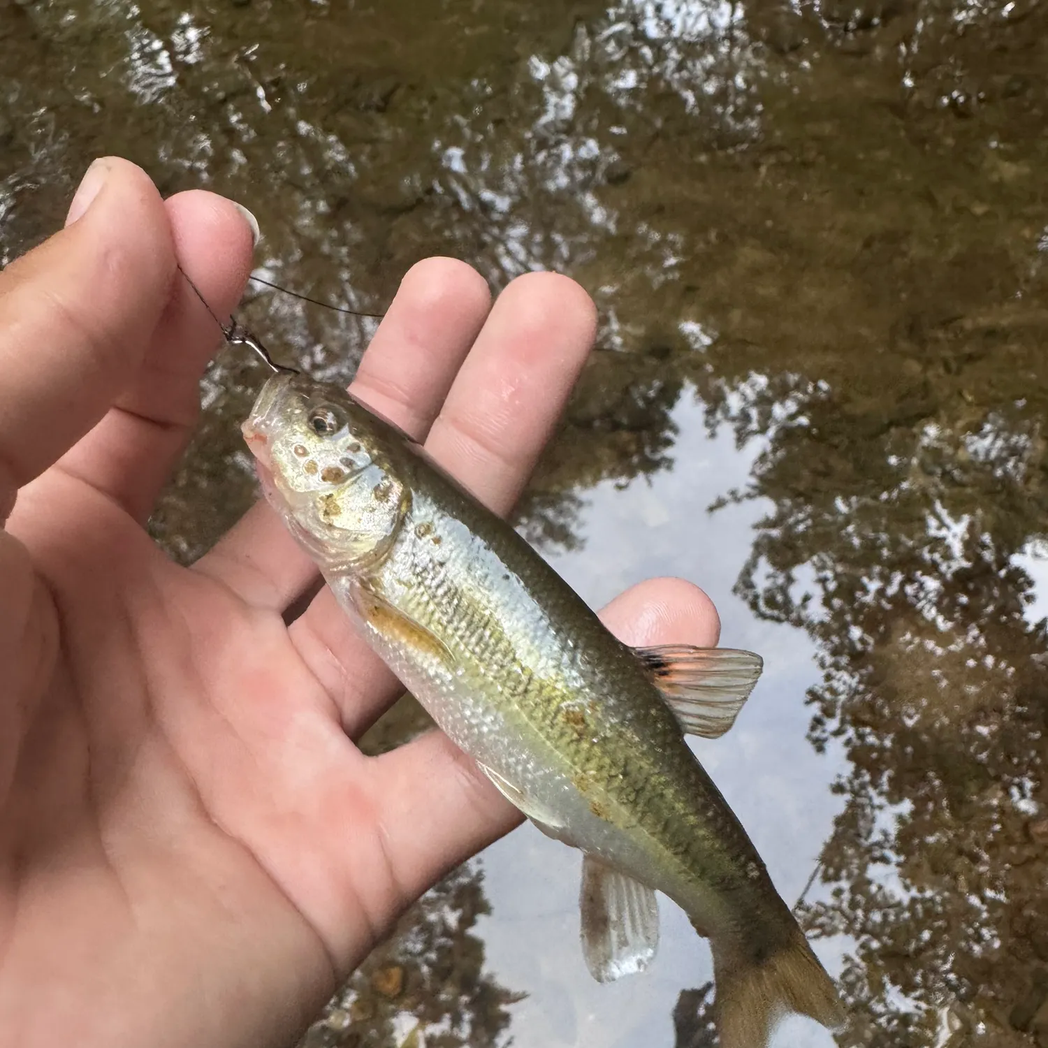 Creek chub caught on Fishbrain